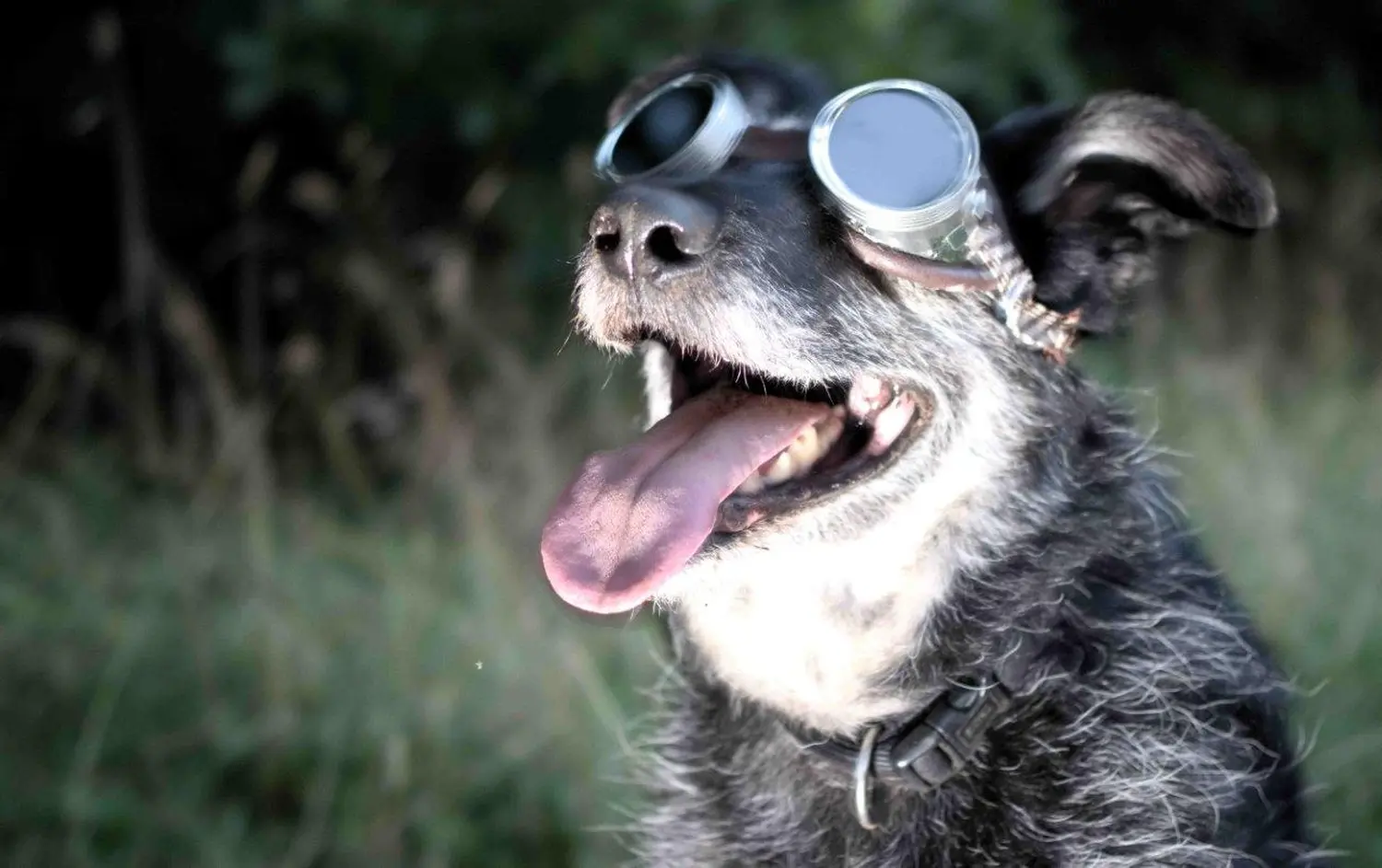 Hund mit Brille von Hundeschule Häfele