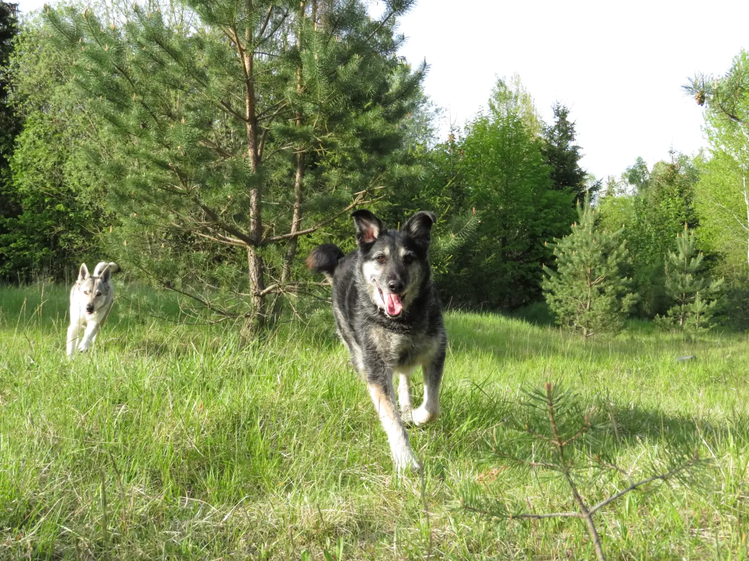 Laufhund von Hundeschule Häfele