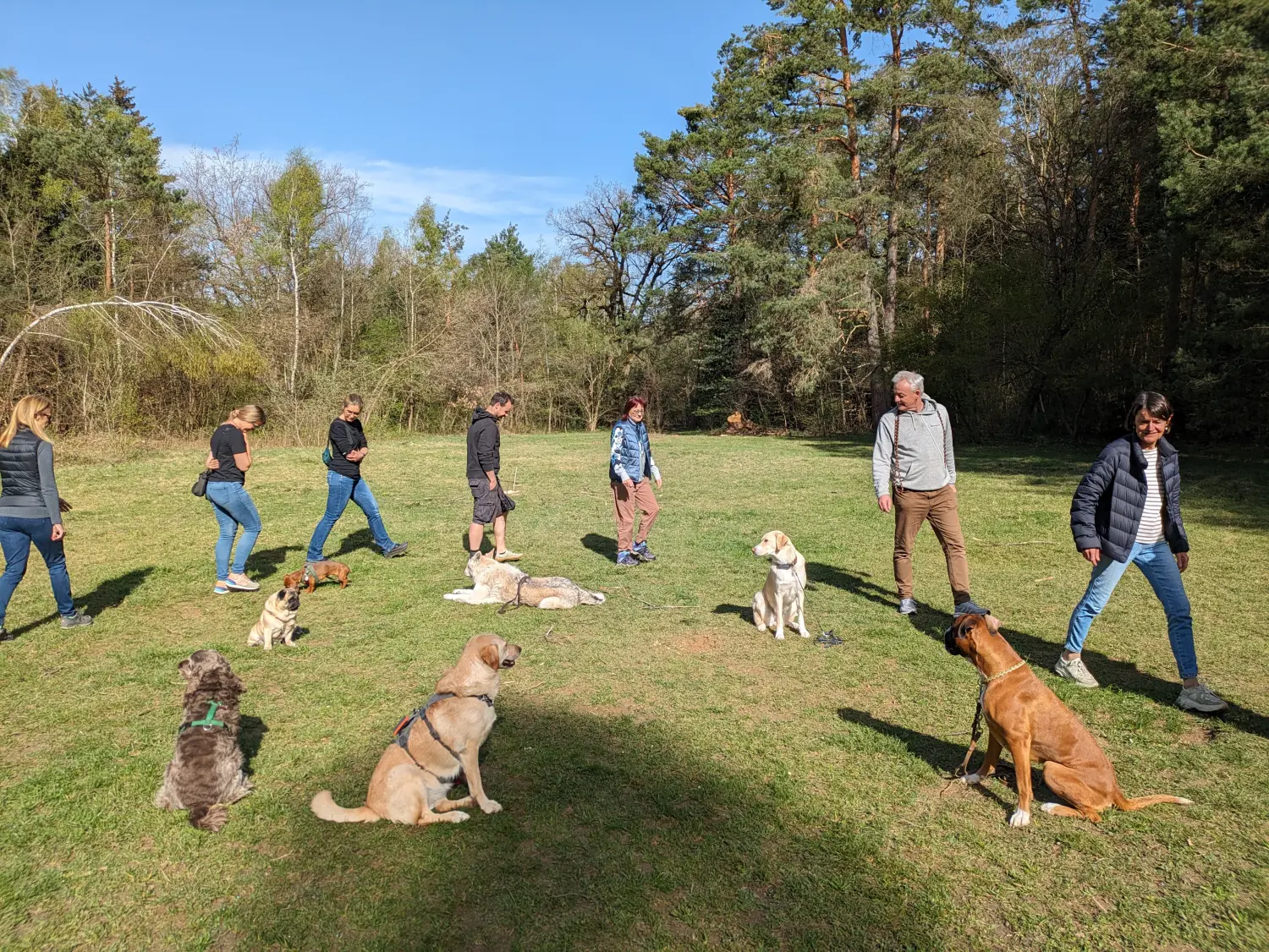 Hundegruppe der Hundeschule Häfele