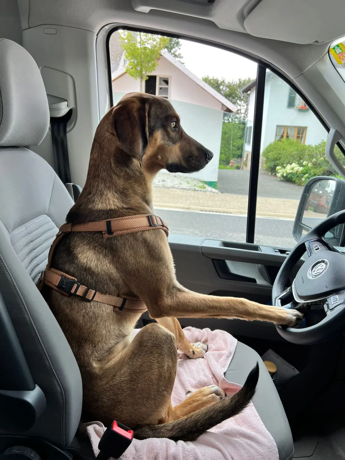 Hundesitter auf dem Fahrersitz von Hundeschule Häfele