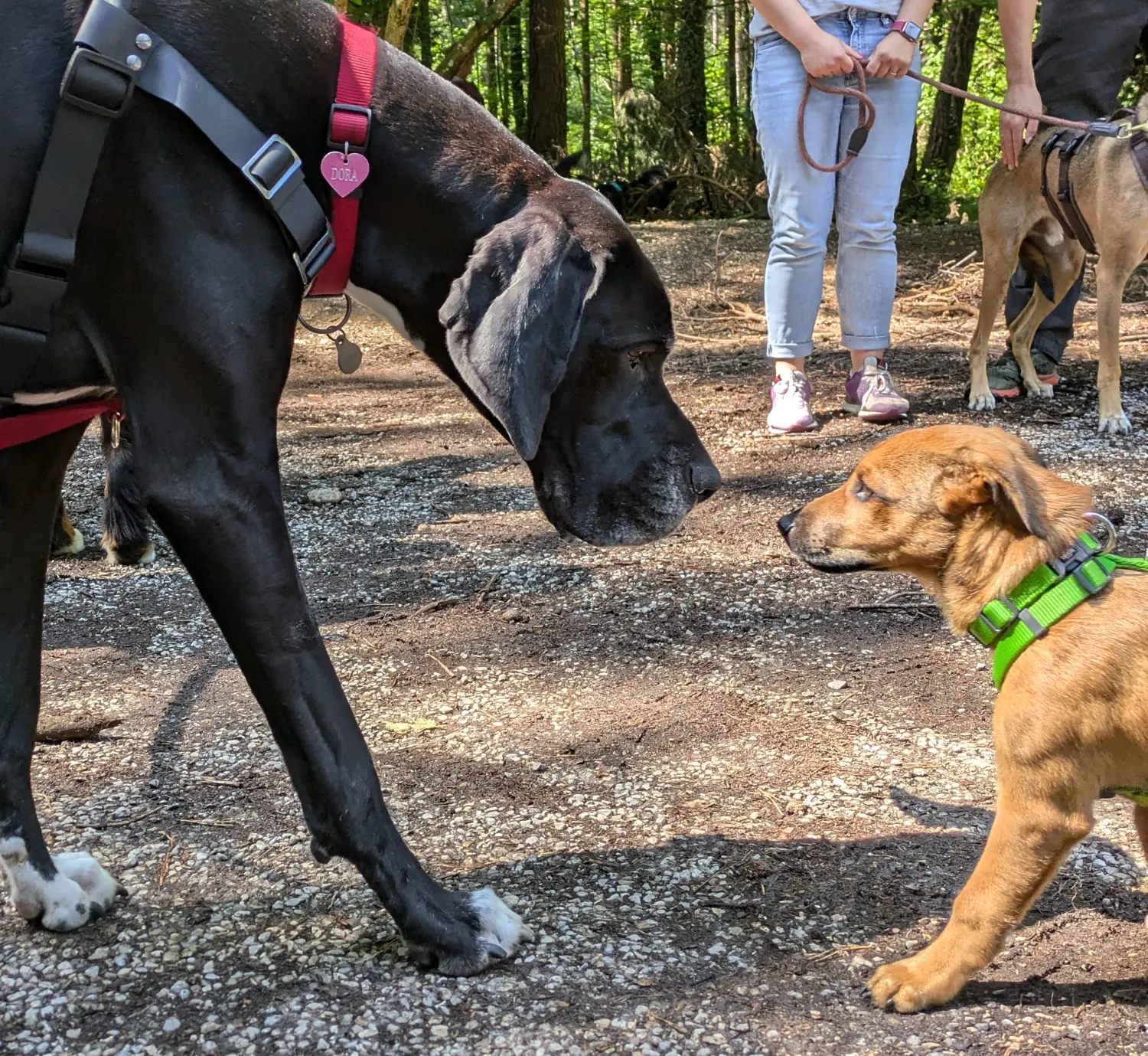 Hunde der Hundeschule Häfele