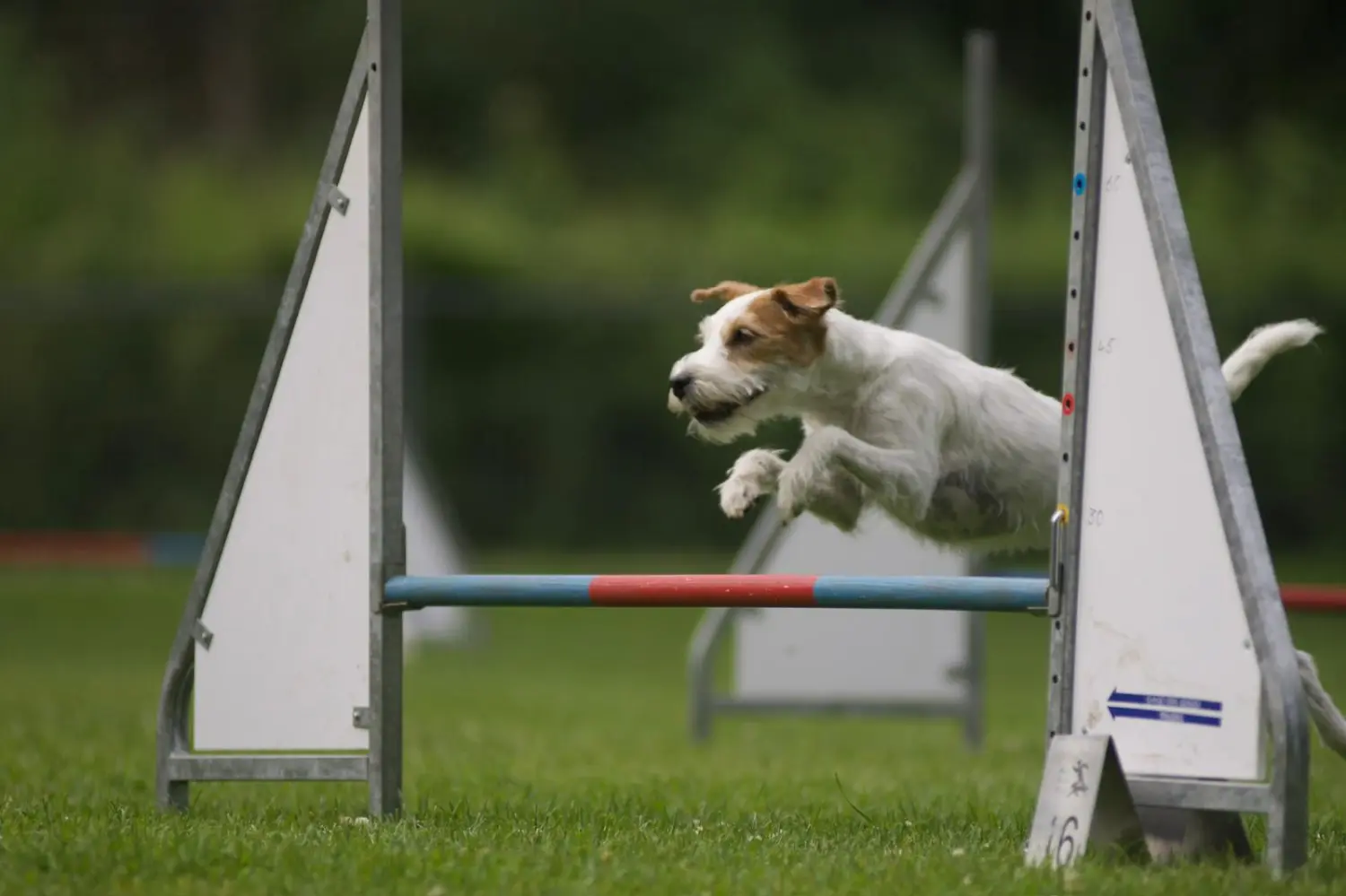 Angebote der Hundeschule Häfele