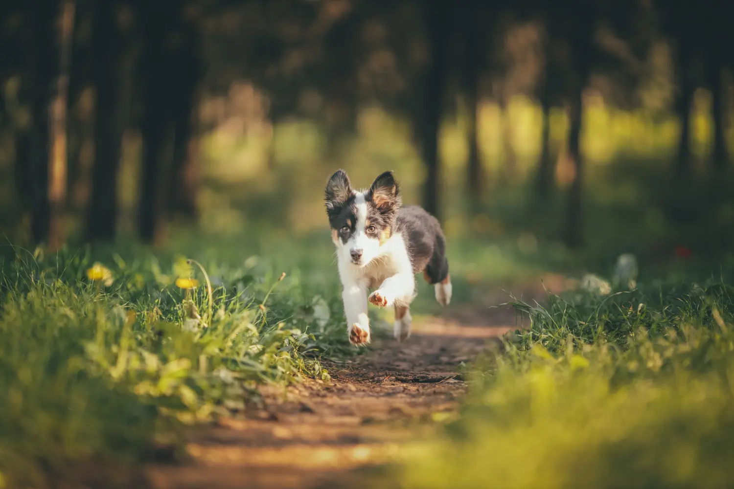 Laufhund von Hundeschule Häfele