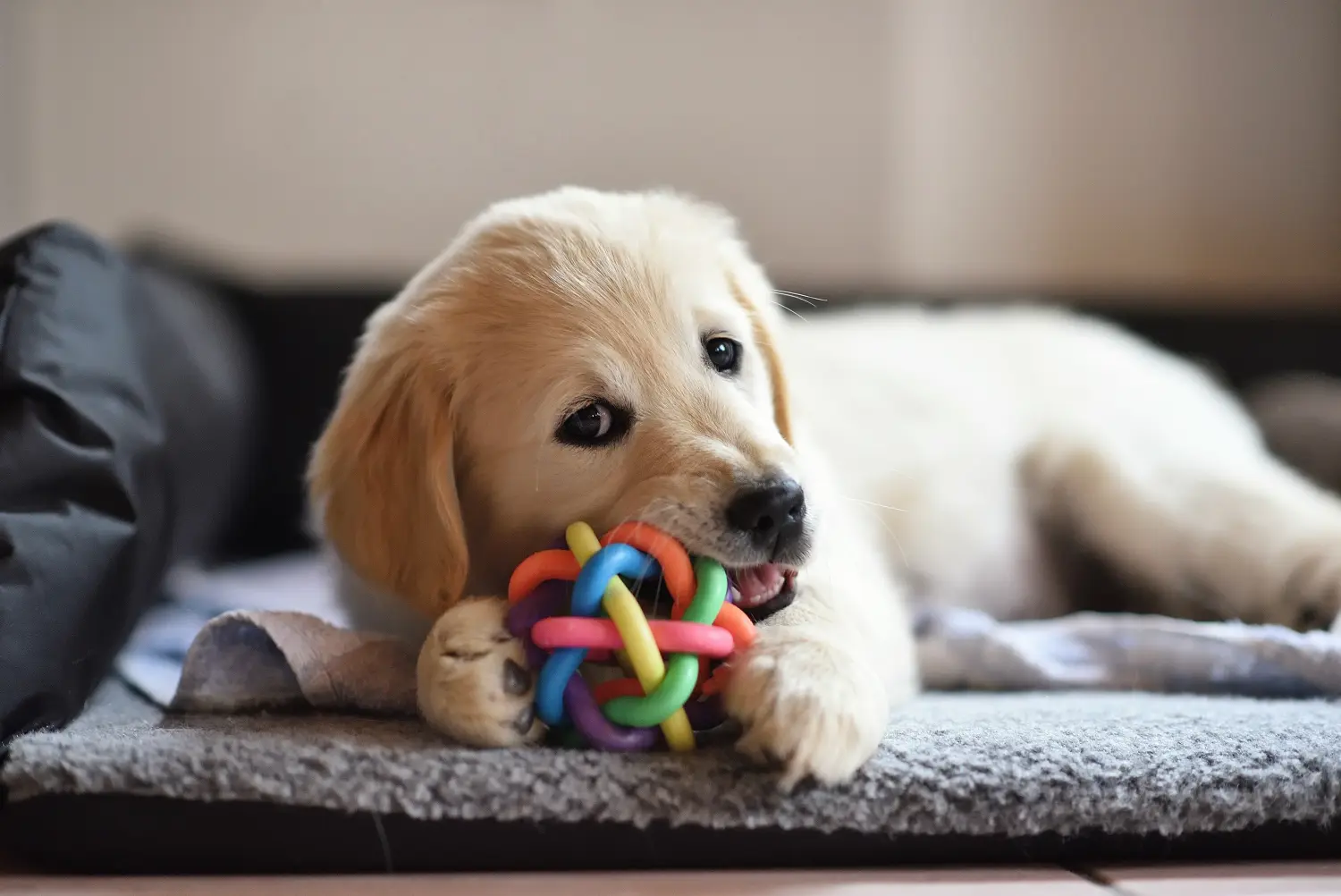 Golden Retriever Hundewelpe spielt mit Spielzeug von Hundeschule Häfele