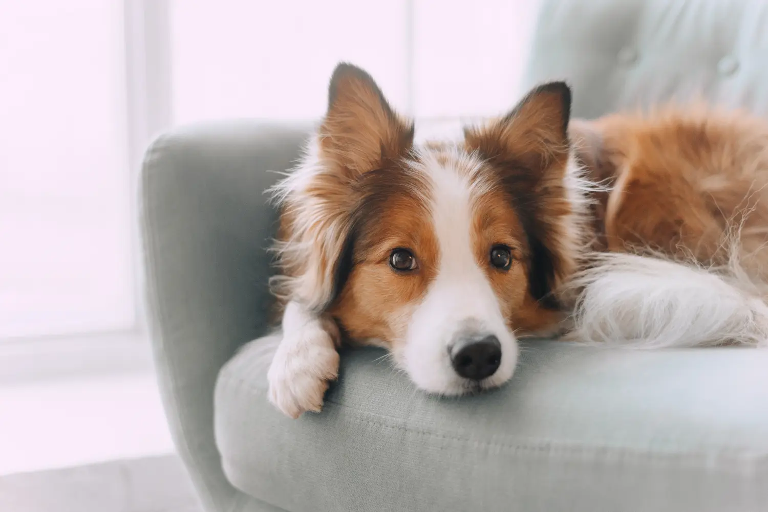 Border-Collie-Hund liegt auf der Couch  von Hundeschule Häfele