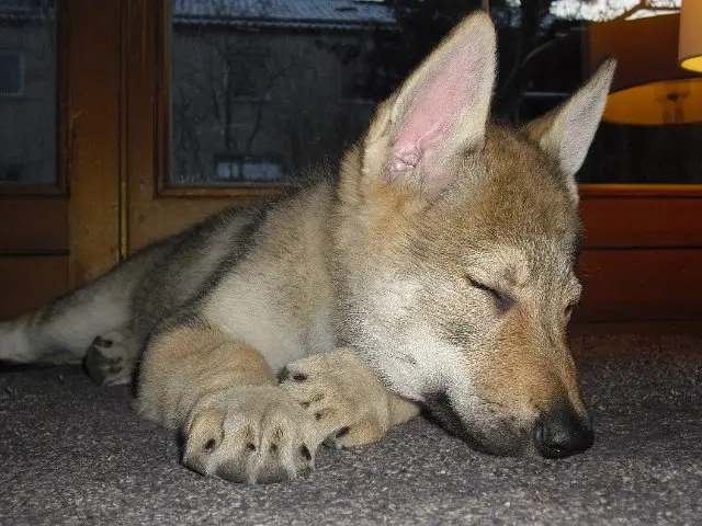 Referenzbild der Hundeschule Häfele