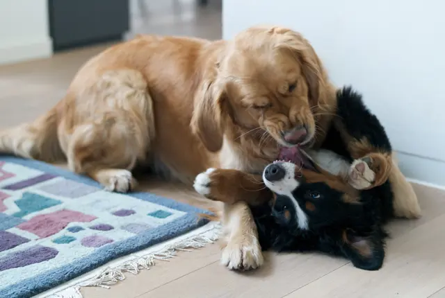 Referenzbild der Hundeschule Häfele