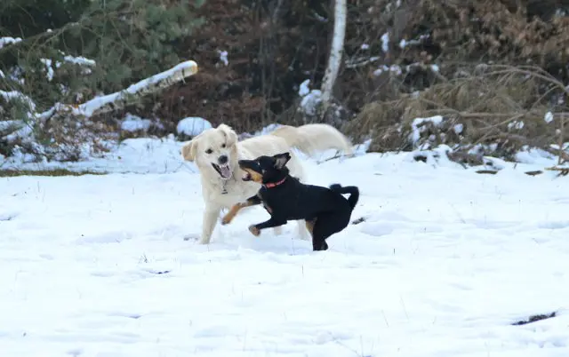 Referenzbild der Hundeschule Häfele