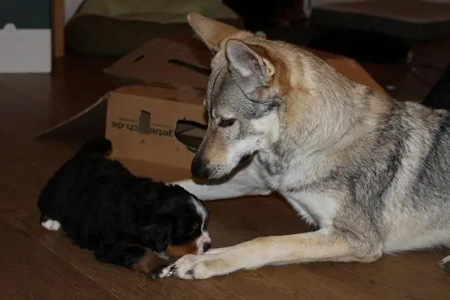 Referenzbild der Hundeschule Häfele