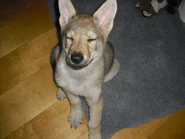 Referenzbild der Hundeschule Häfele