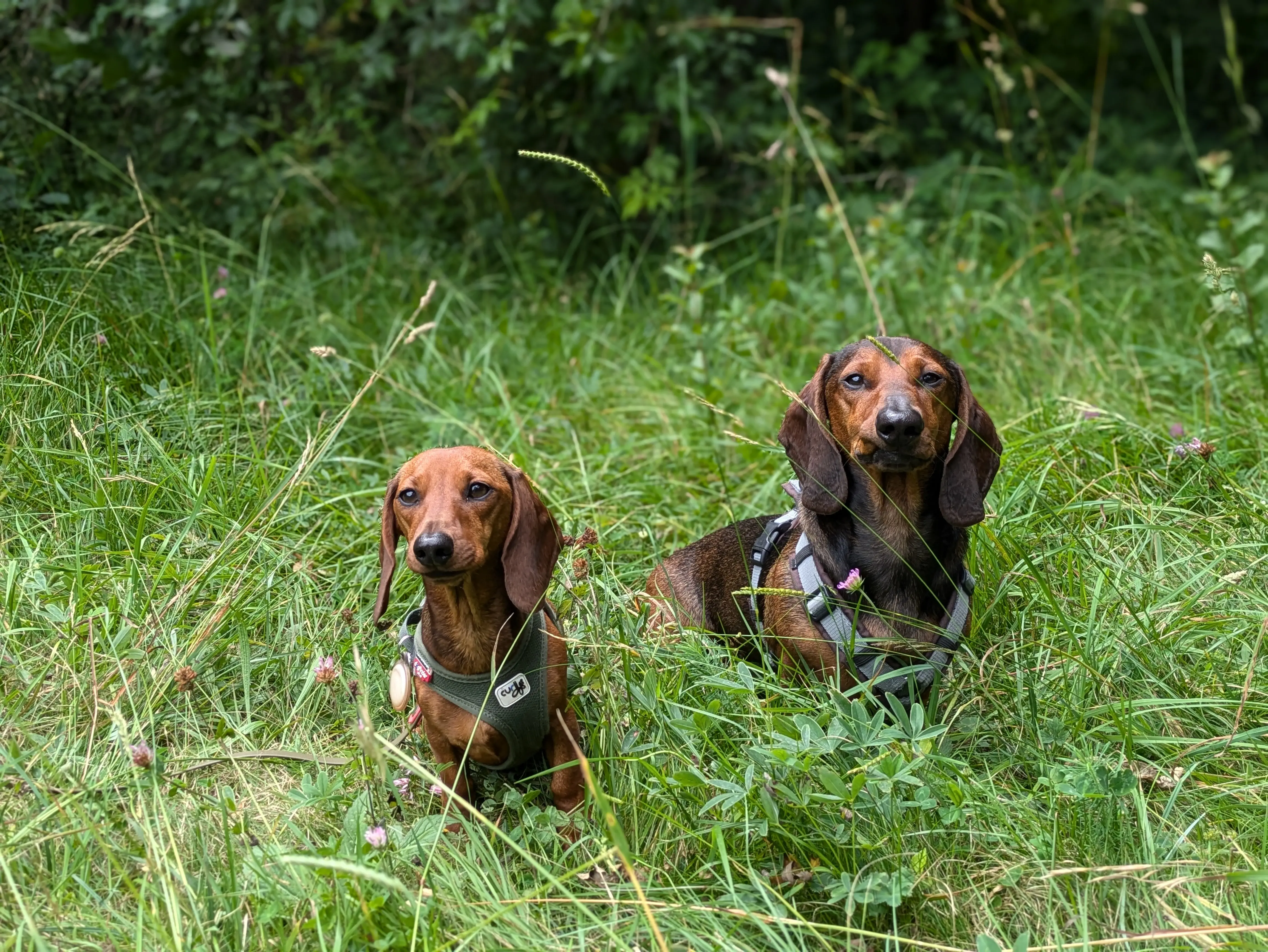 Referenzbild der Hundeschule Häfele