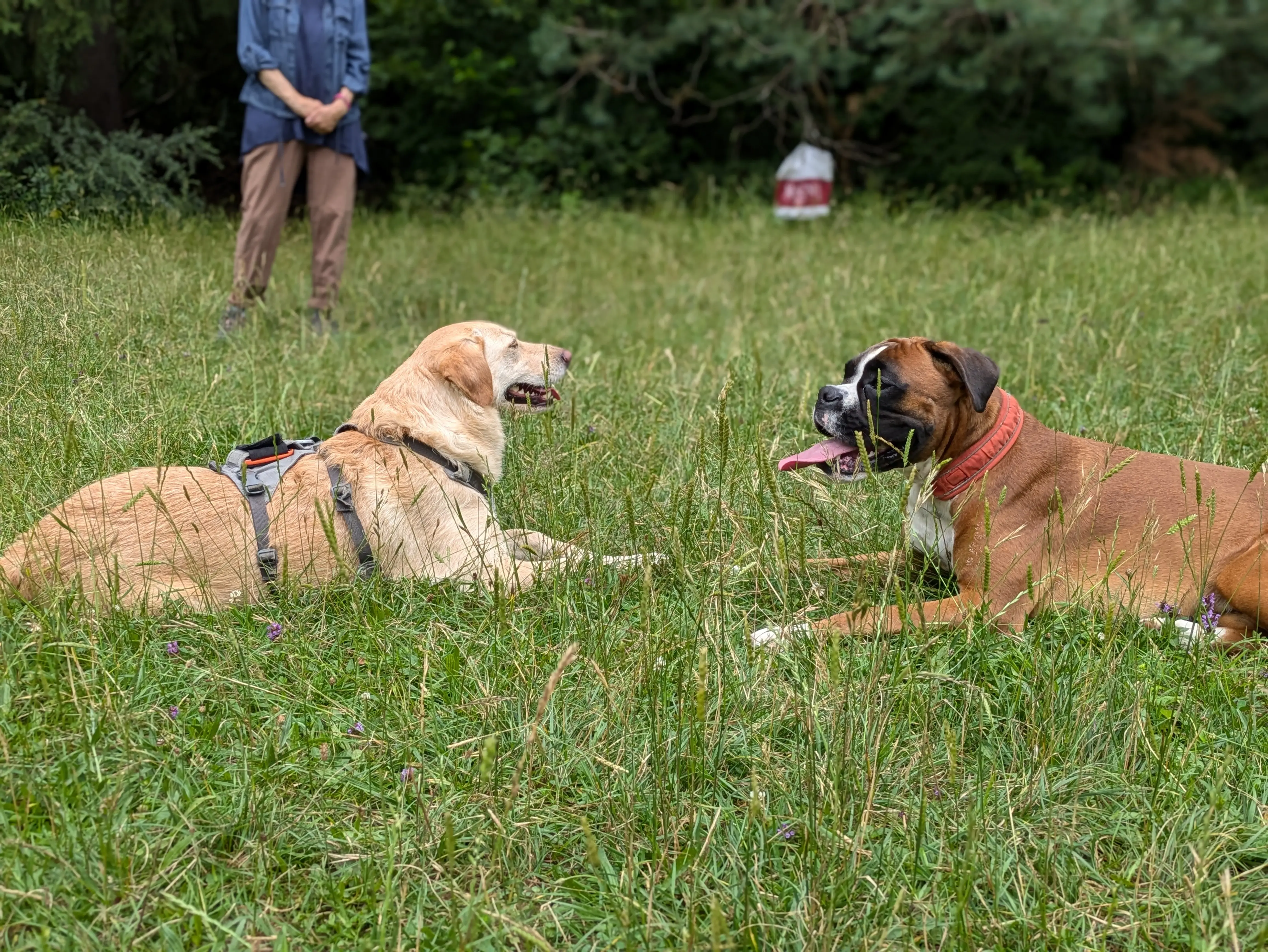 Referenzbild der Hundeschule Häfele