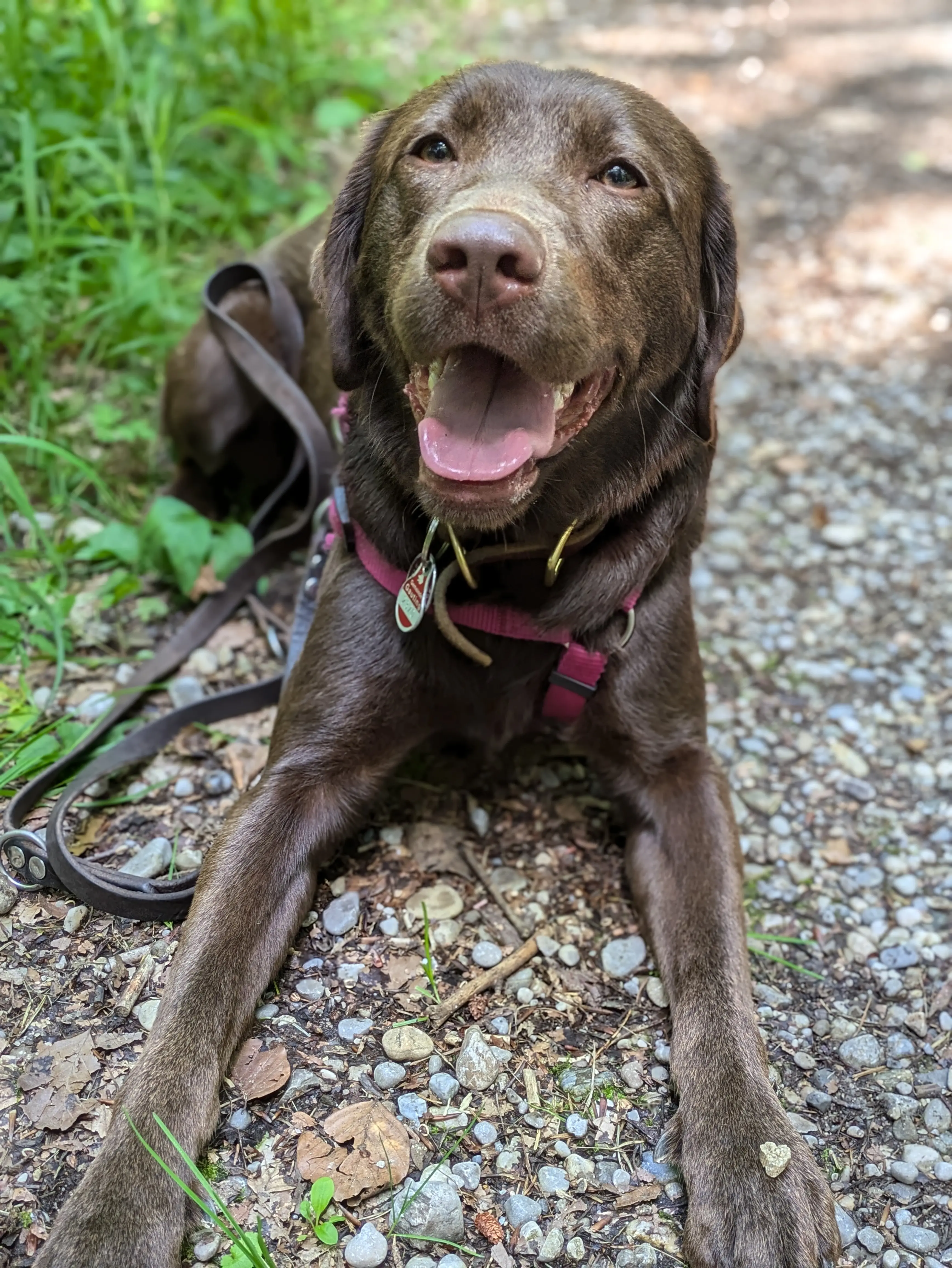 Referenzbild der Hundeschule Häfele