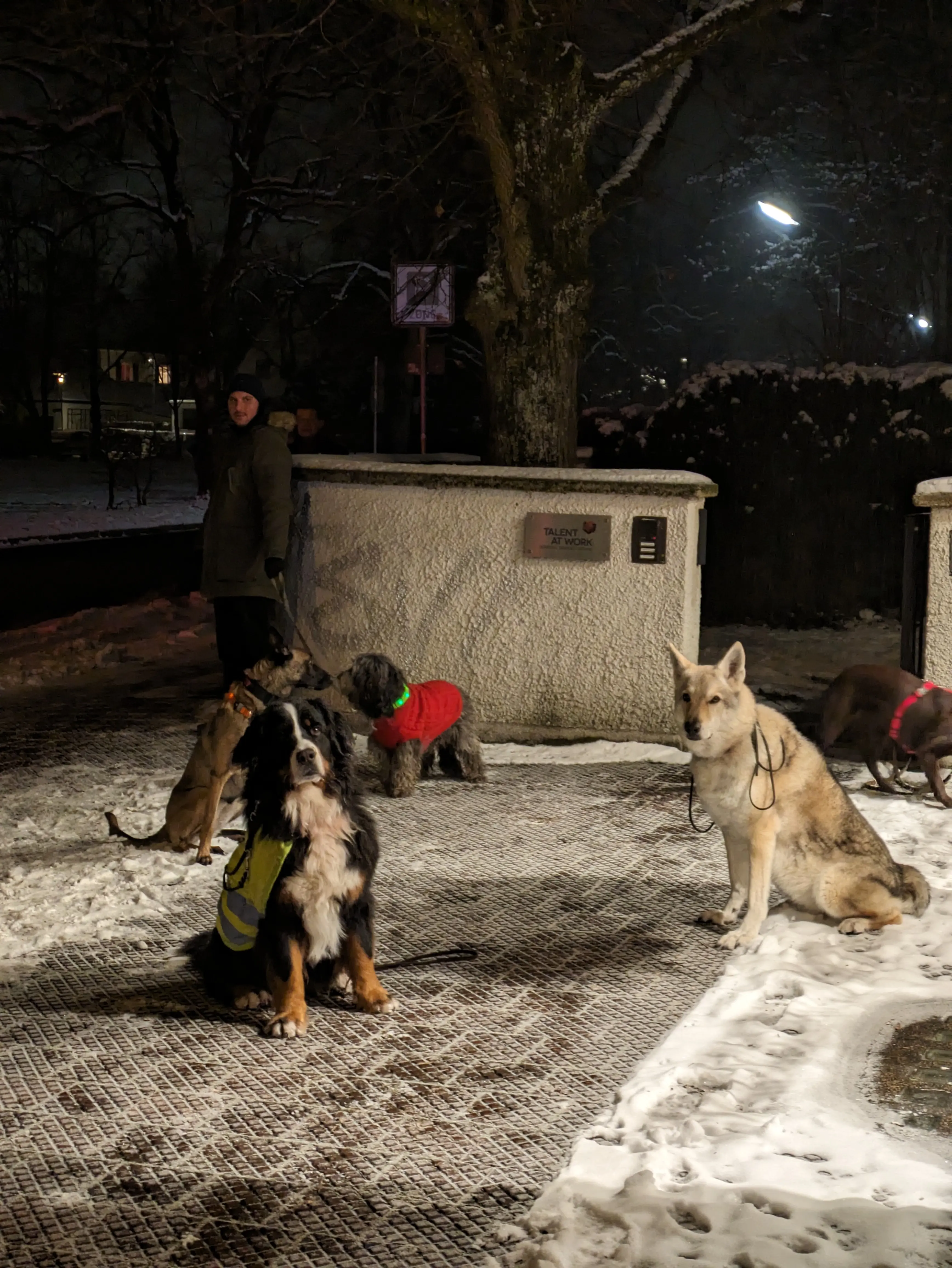 Referenzbild der Hundeschule Häfele