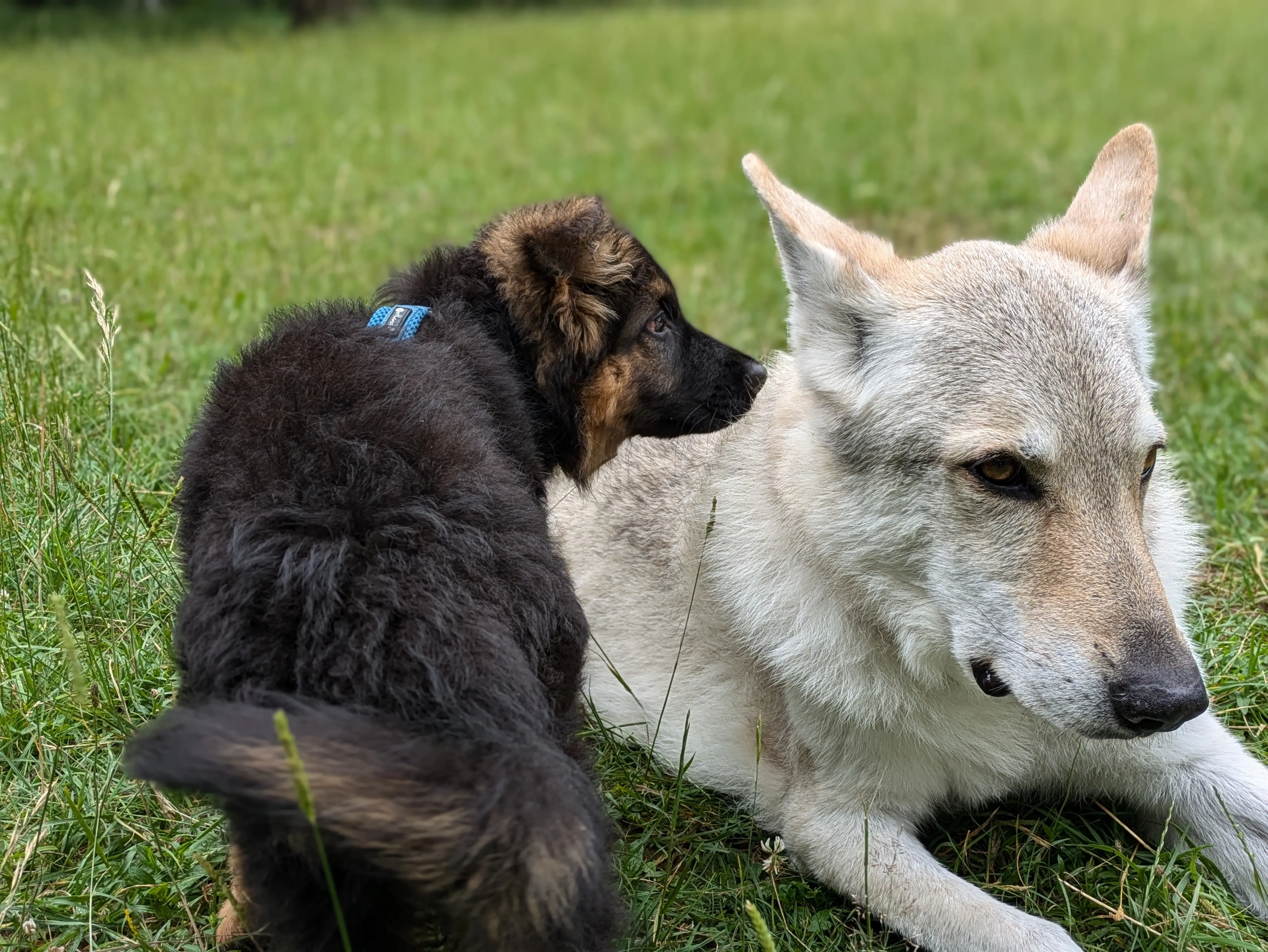 Referenzbild der Hundeschule Häfele