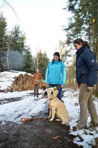 Referenzbild der Hundeschule Häfele