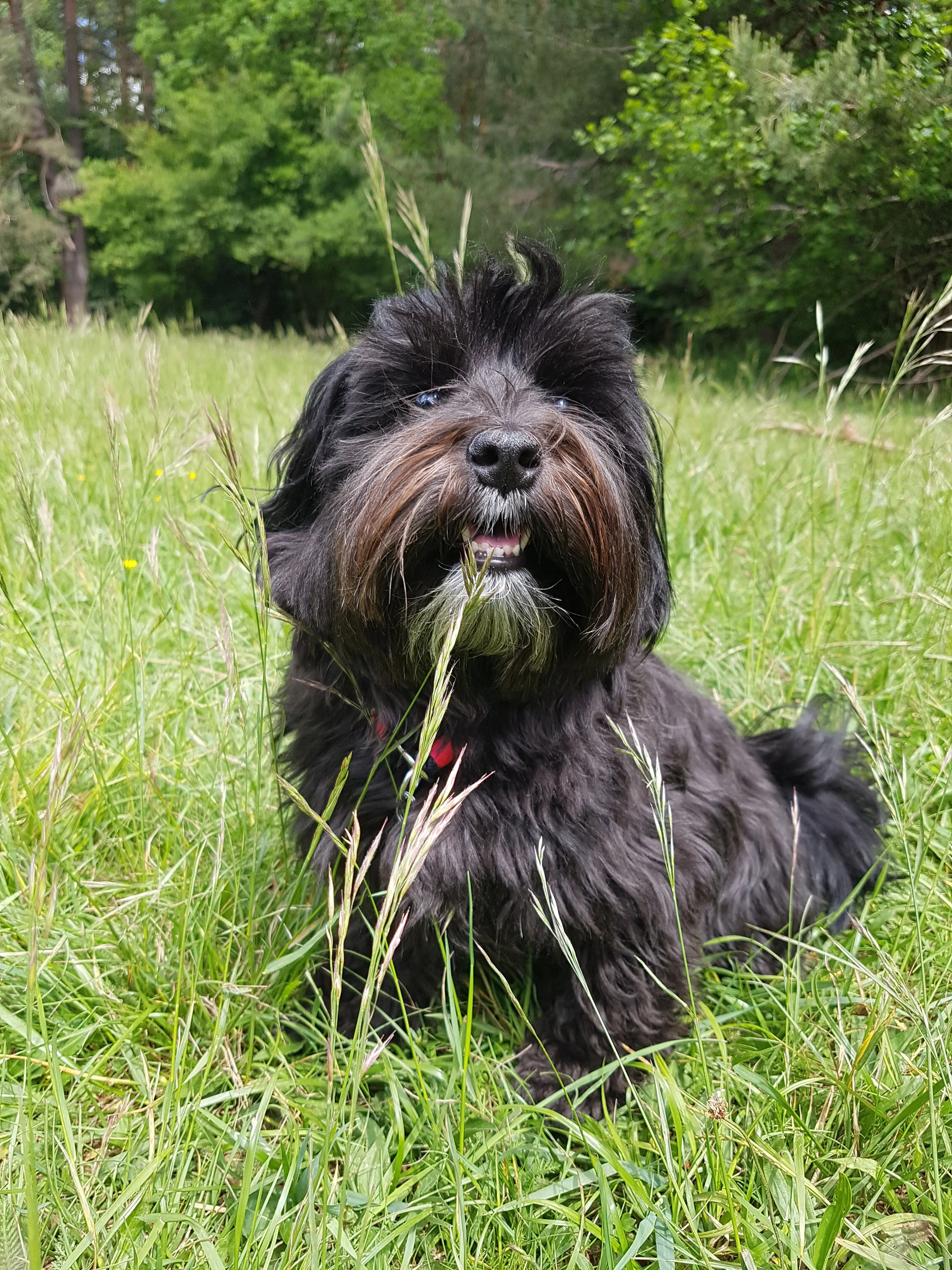 Referenzbild der Hundeschule Häfele