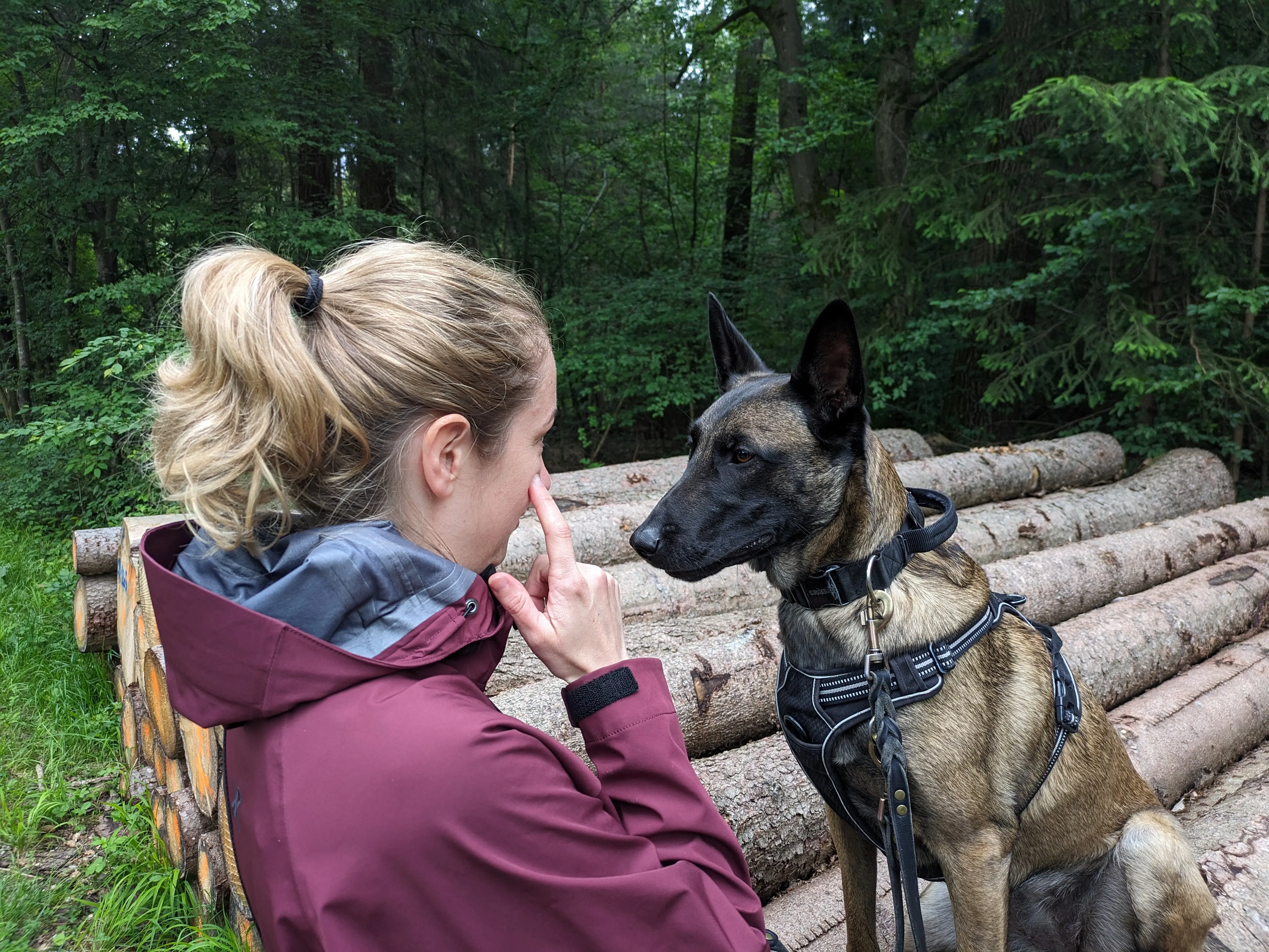 Referenzbild der Hundeschule Häfele