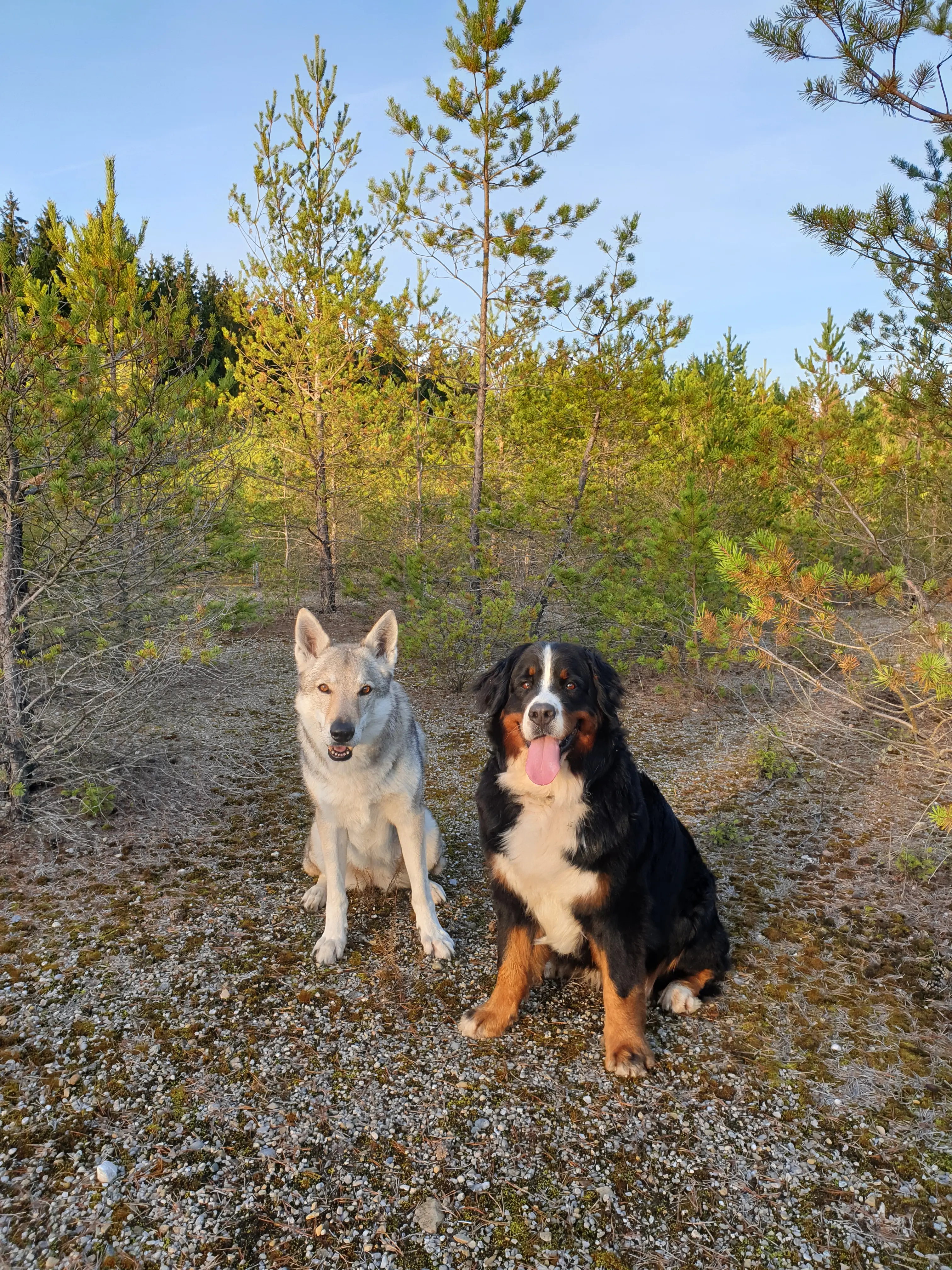 Referenzbild der Hundeschule Häfele