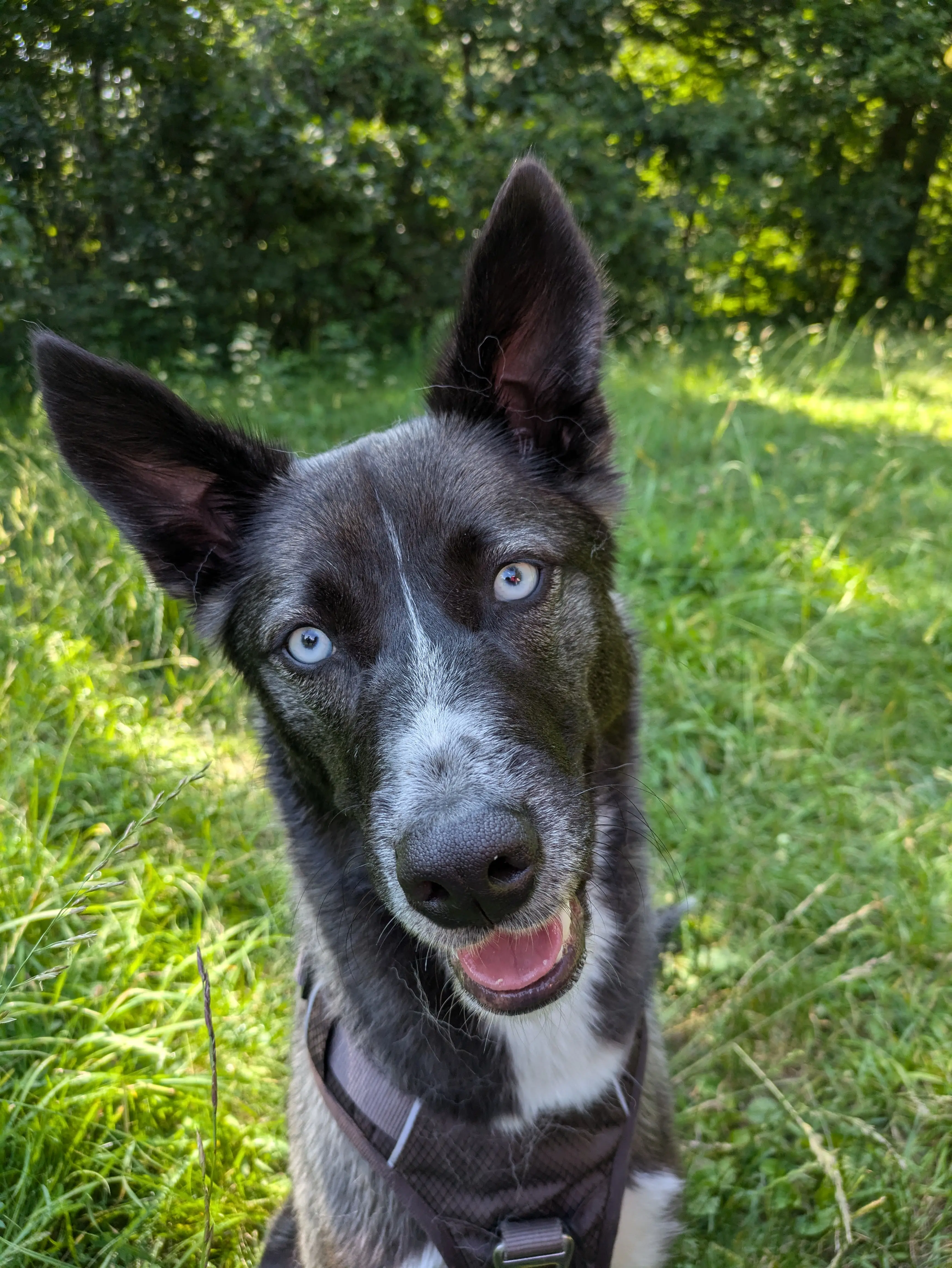 Referenzbild der Hundeschule Häfele