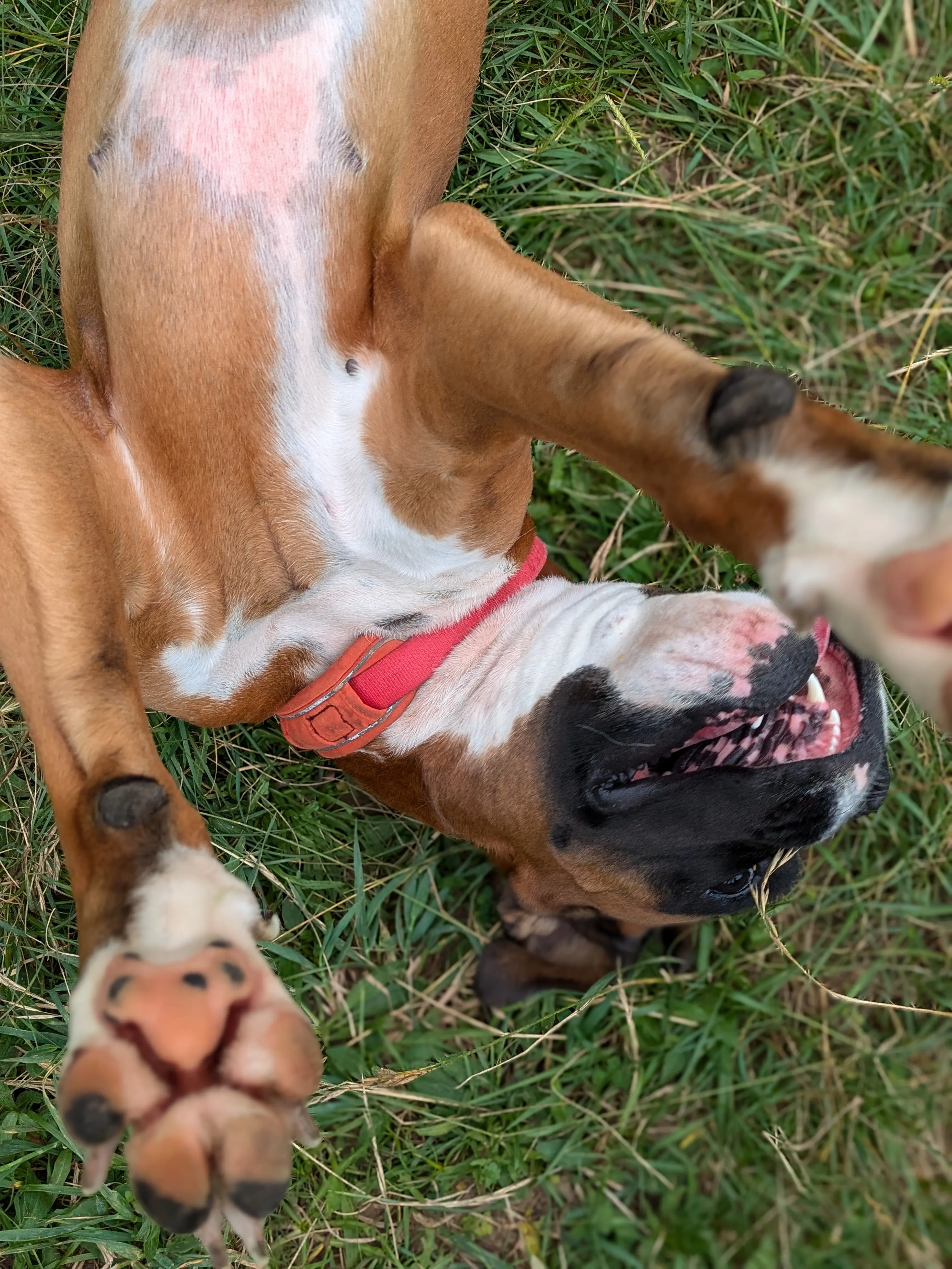 Referenzbild der Hundeschule Häfele