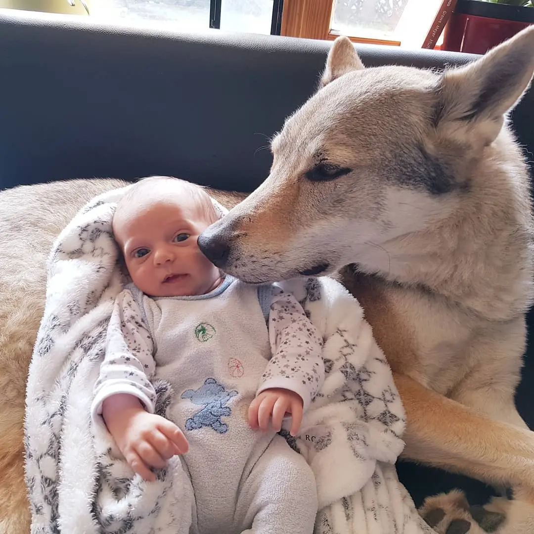 Referenzbild der Hundeschule Häfele