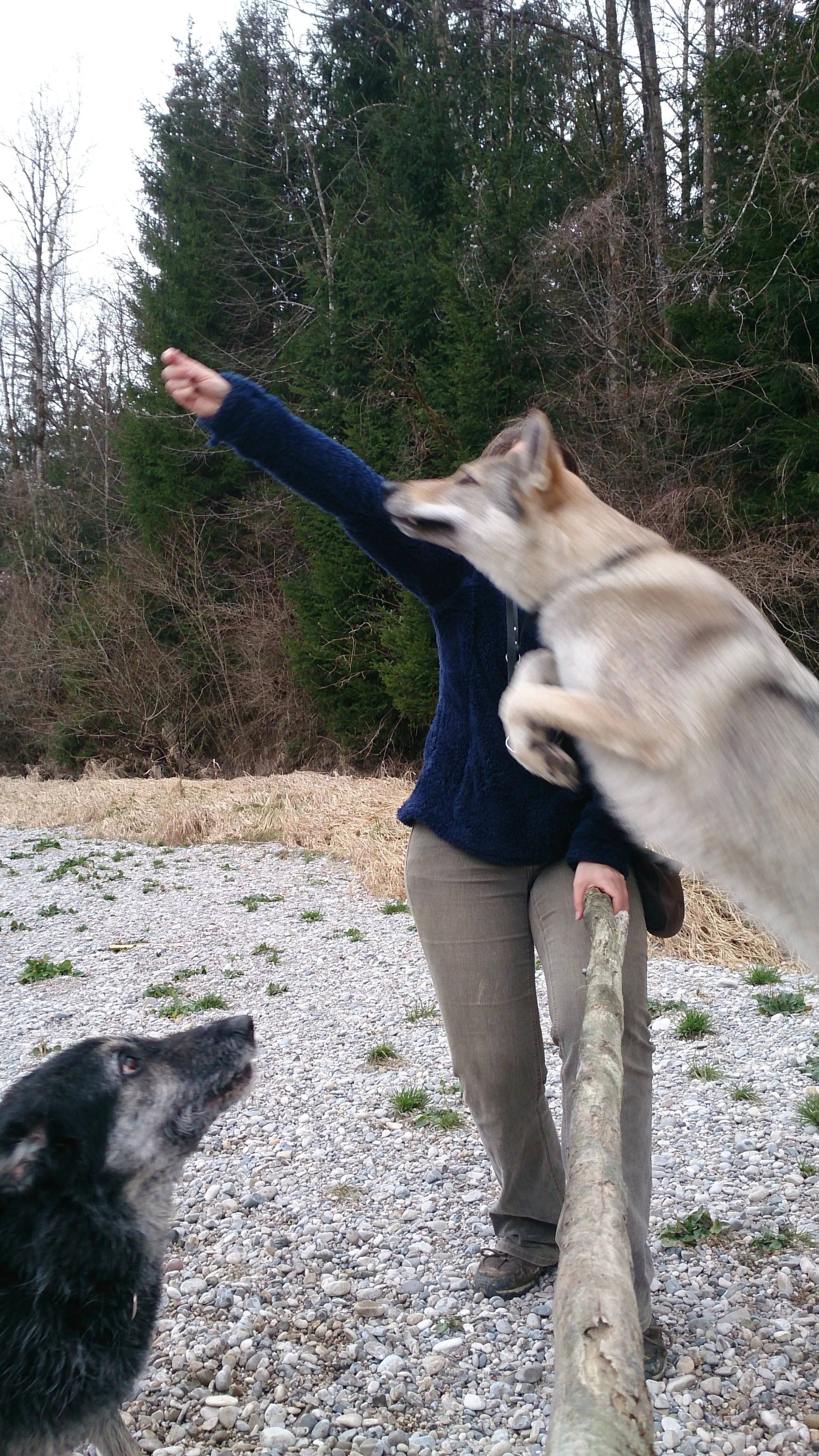 Referenzbild der Hundeschule Häfele