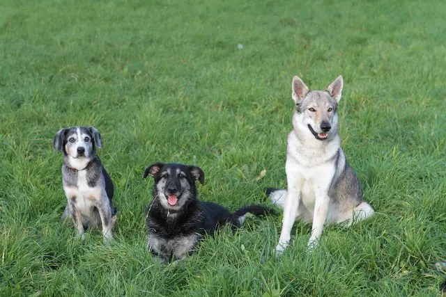 Referenzbild der Hundeschule Häfele