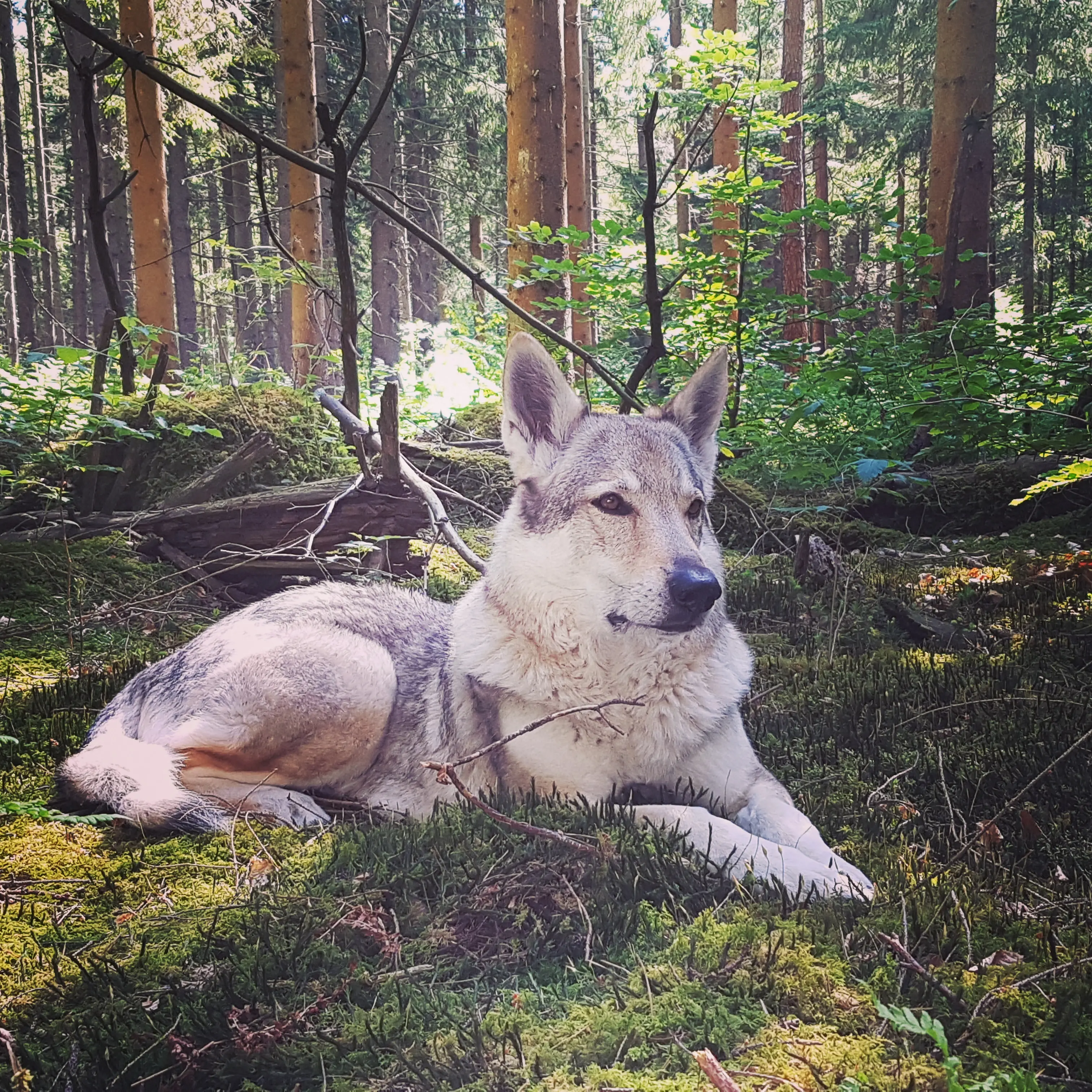 Referenzbild der Hundeschule Häfele