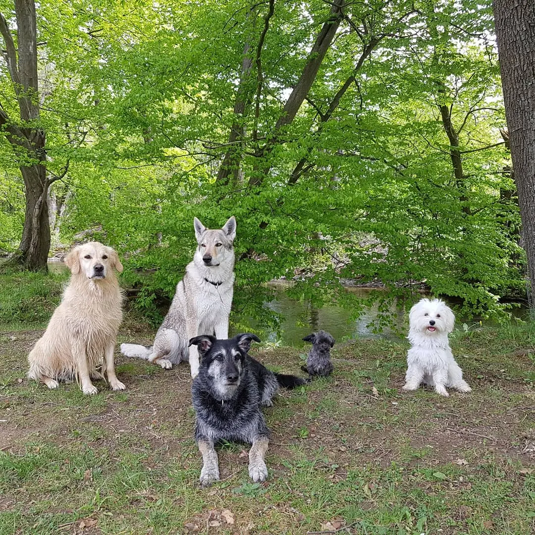 Referenzbild der Hundeschule Häfele