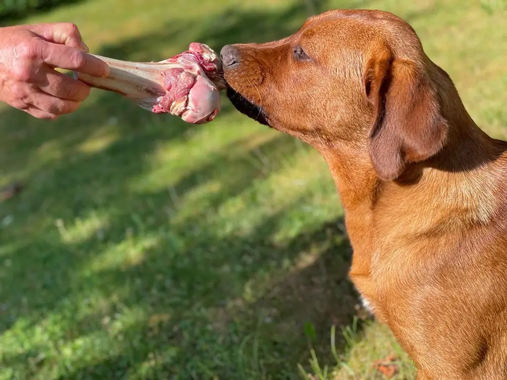 Referenzbild der Hundeschule Häfele