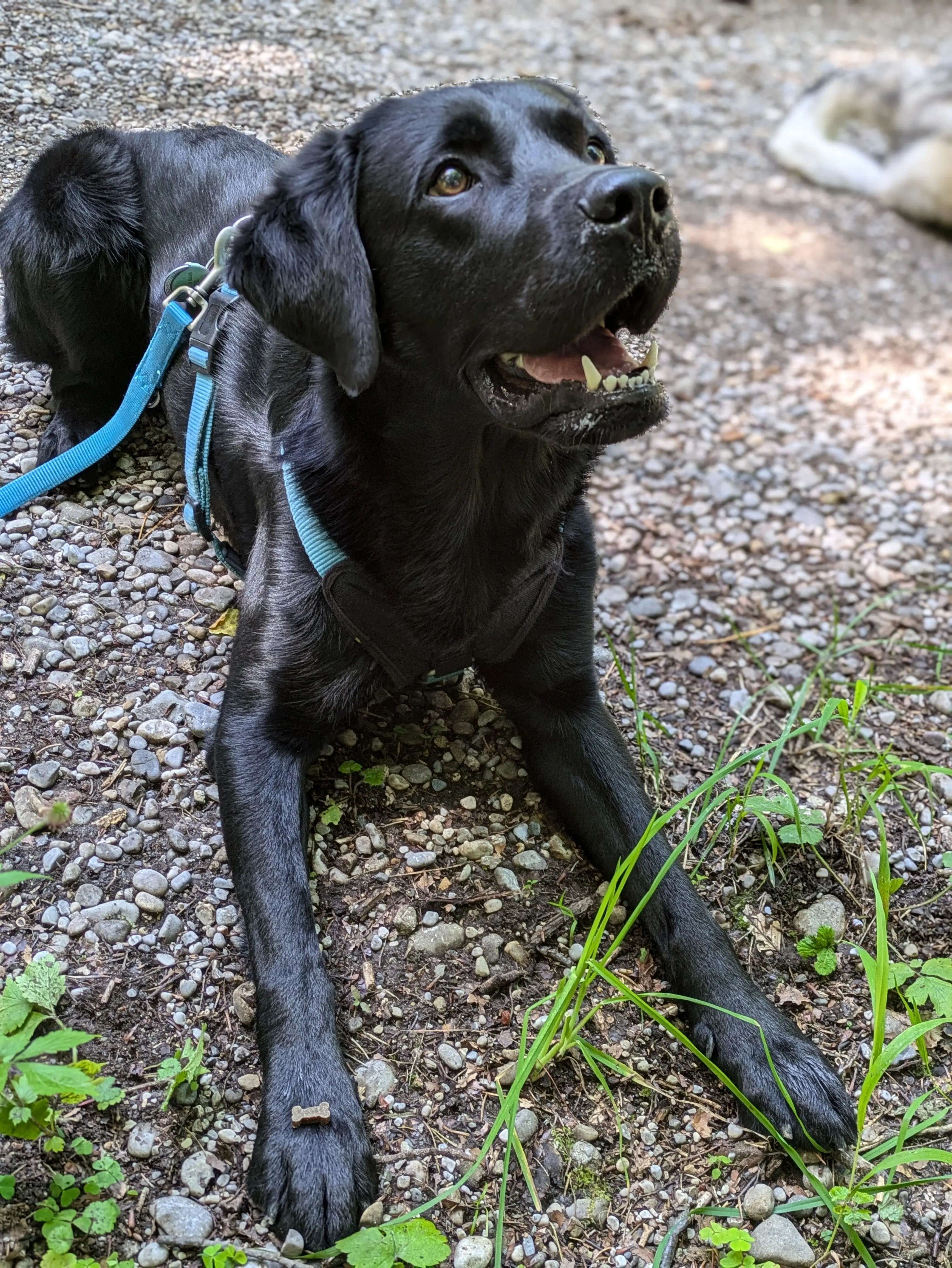 Referenzbild der Hundeschule Häfele