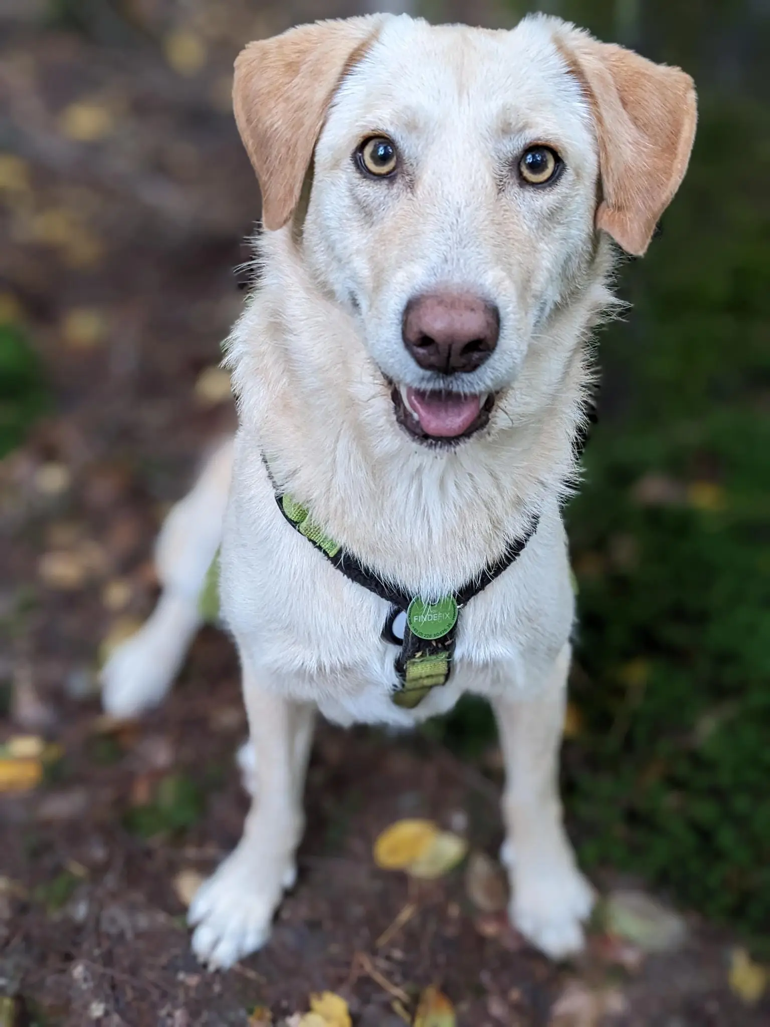 Referenzbild der Hundeschule Häfele