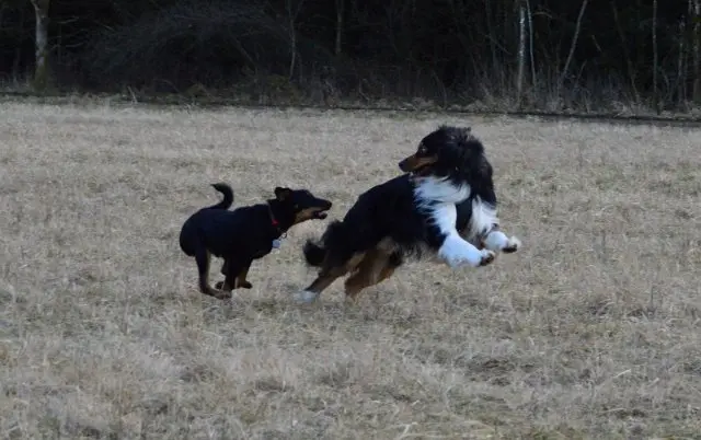 Referenzbild der Hundeschule Häfele