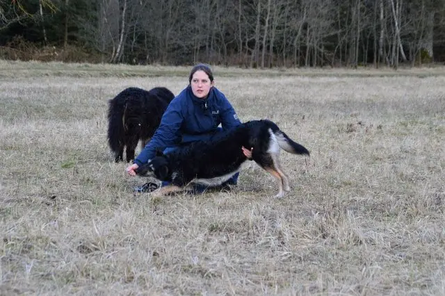 Referenzbild der Hundeschule Häfele