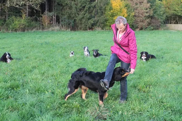 Referenzbild der Hundeschule Häfele