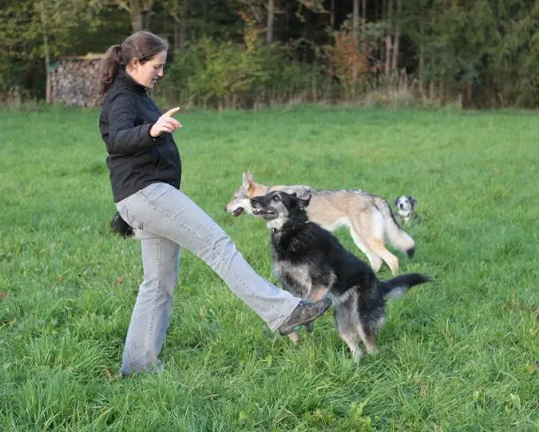 Referenzbild der Hundeschule Häfele