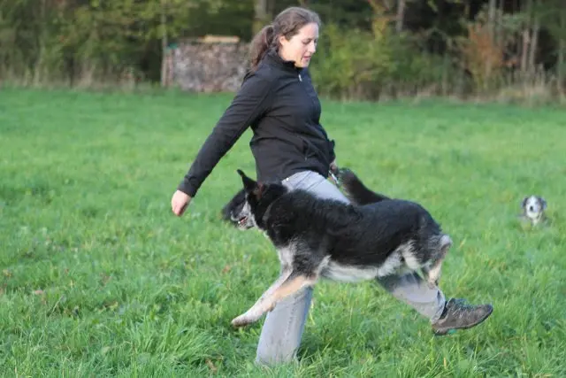 Referenzbild der Hundeschule Häfele