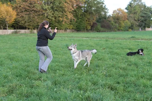 Referenzbild der Hundeschule Häfele