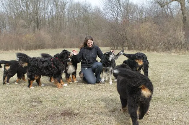 Referenzbild der Hundeschule Häfele