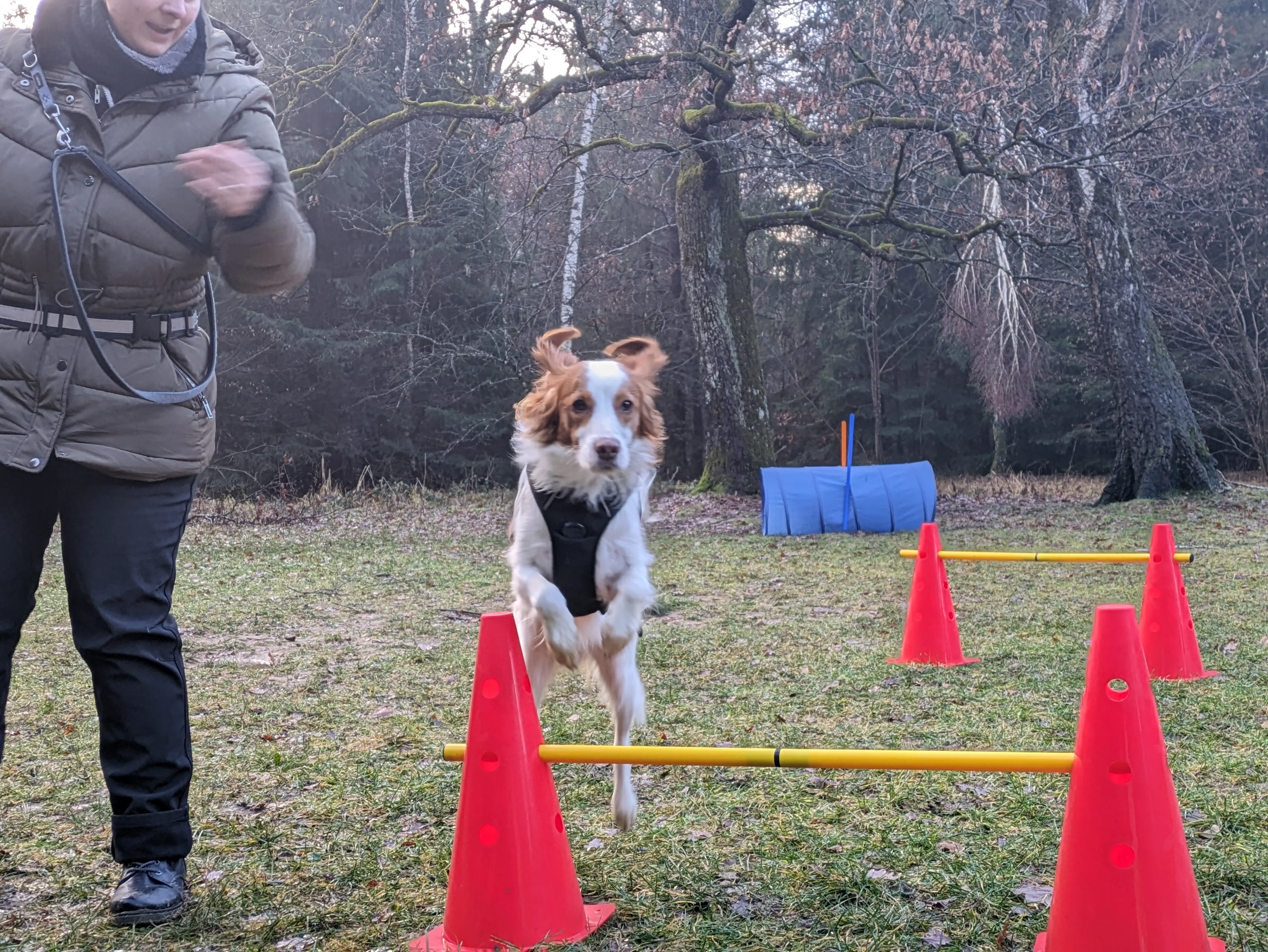 Referenzbild der Hundeschule Häfele