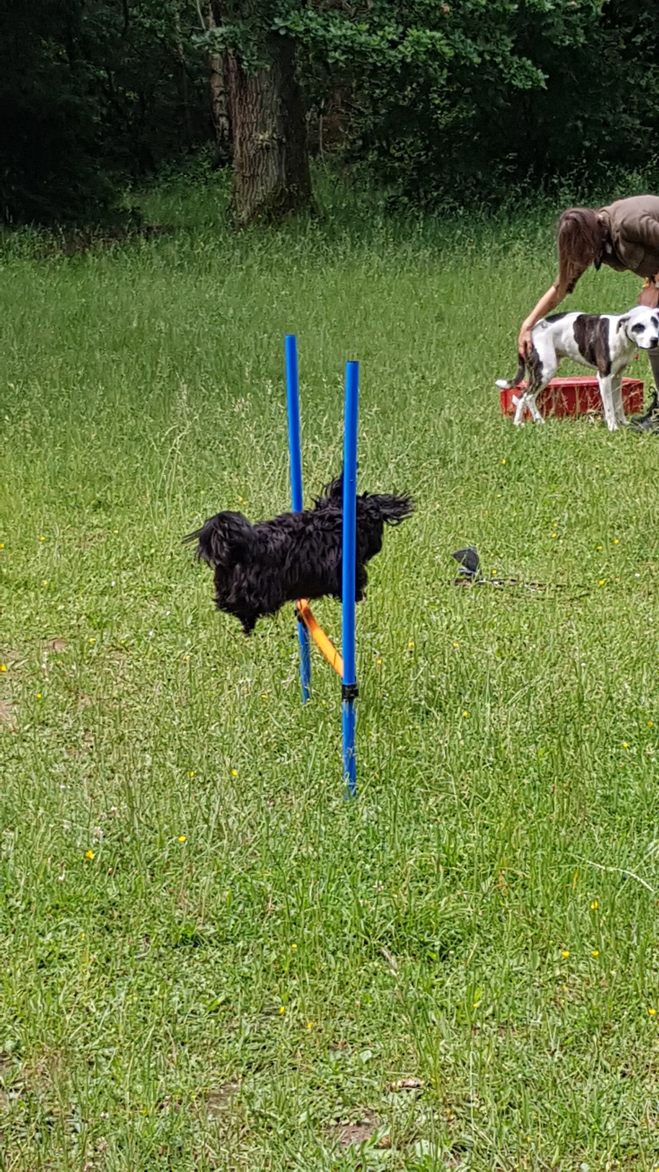 Referenzbild der Hundeschule Häfele