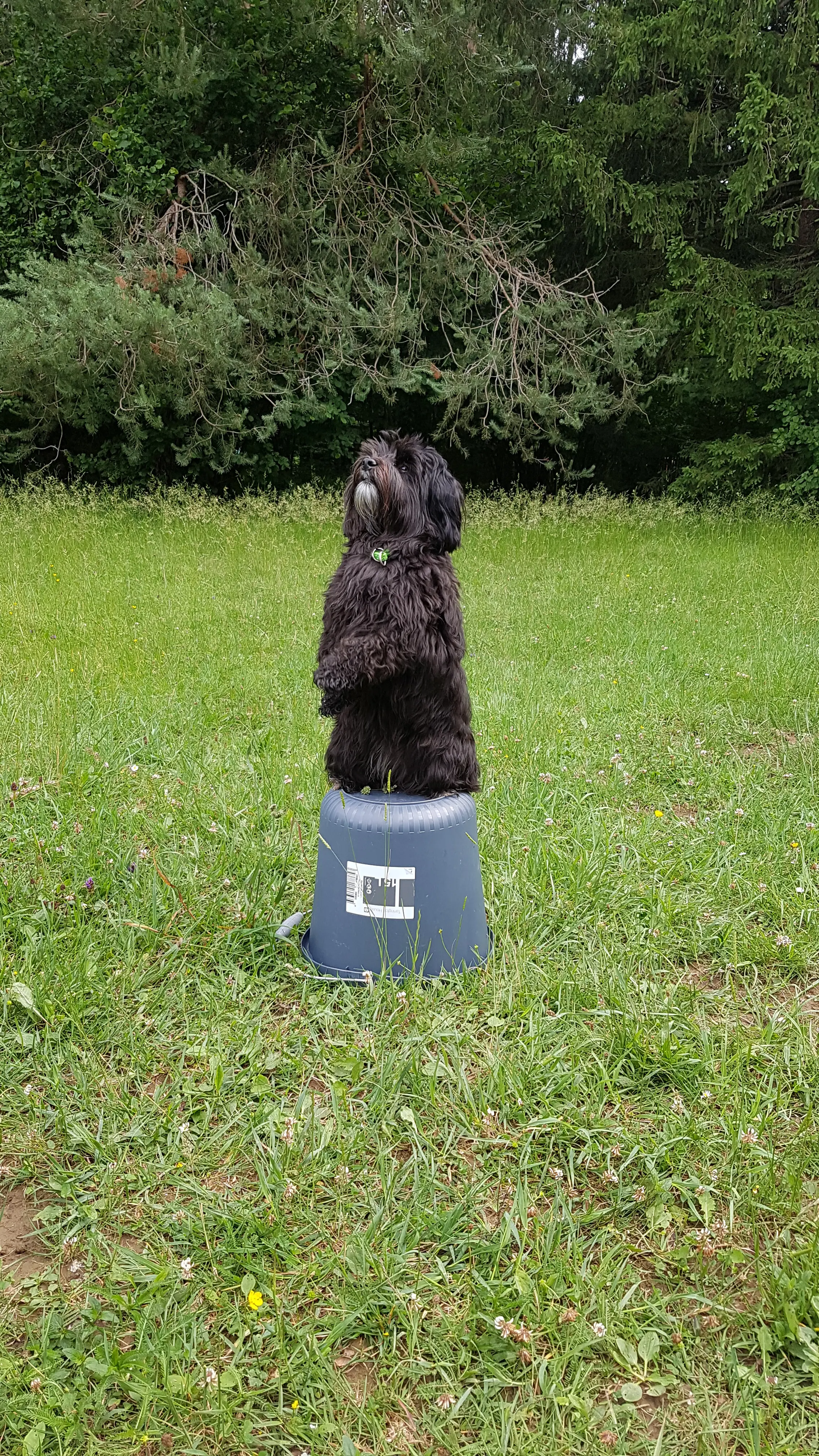 Referenzbild der Hundeschule Häfele