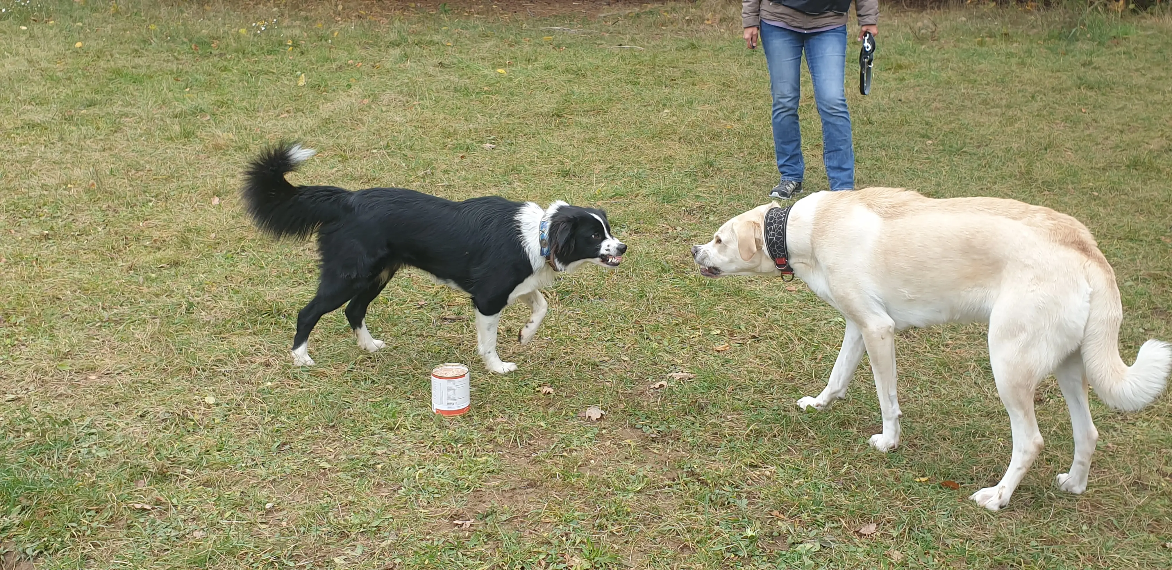 Referenzbild der Hundeschule Häfele