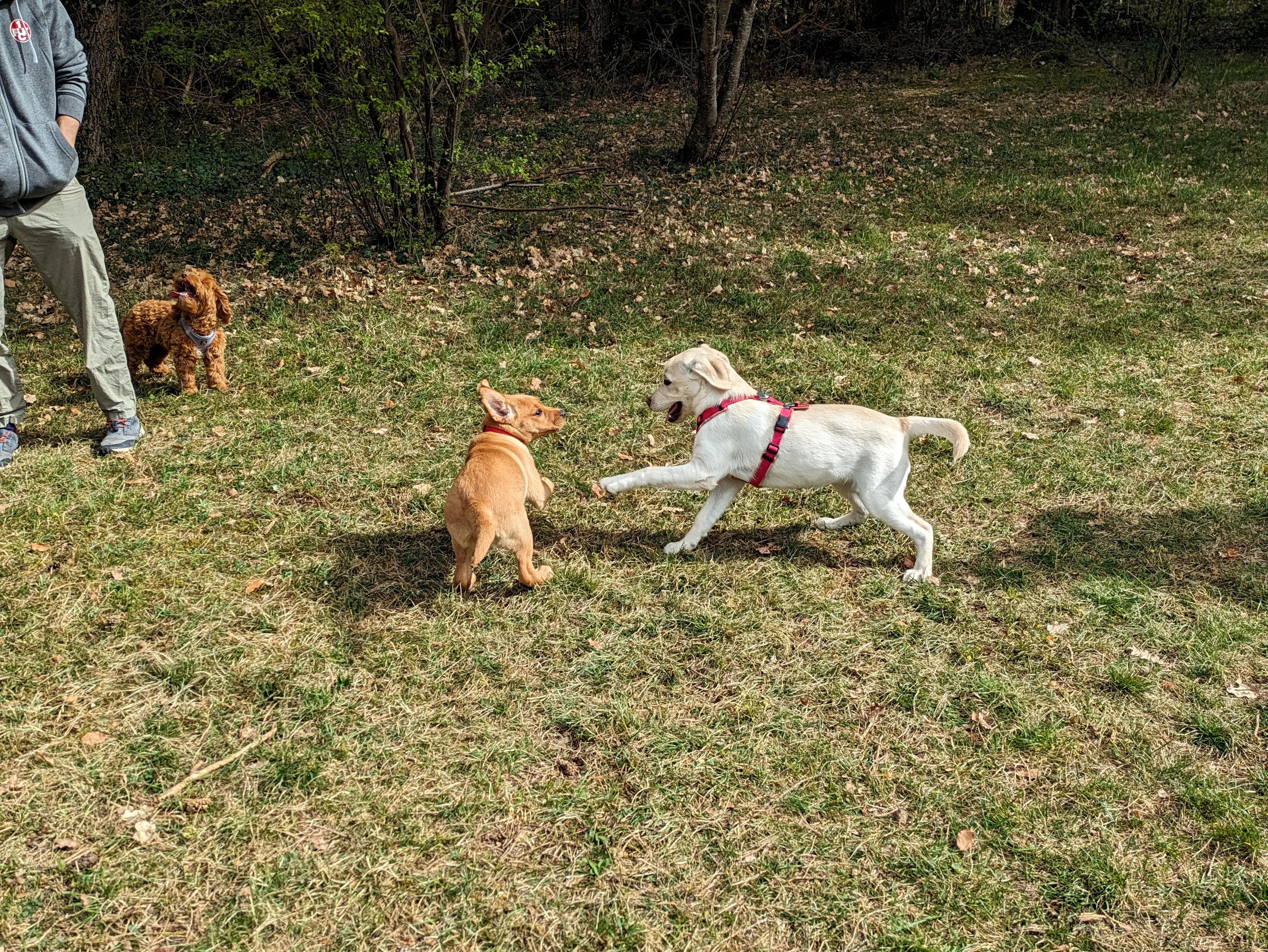 Referenzbild der Hundeschule Häfele