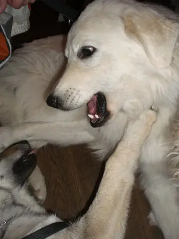 Referenzbild der Hundeschule Häfele