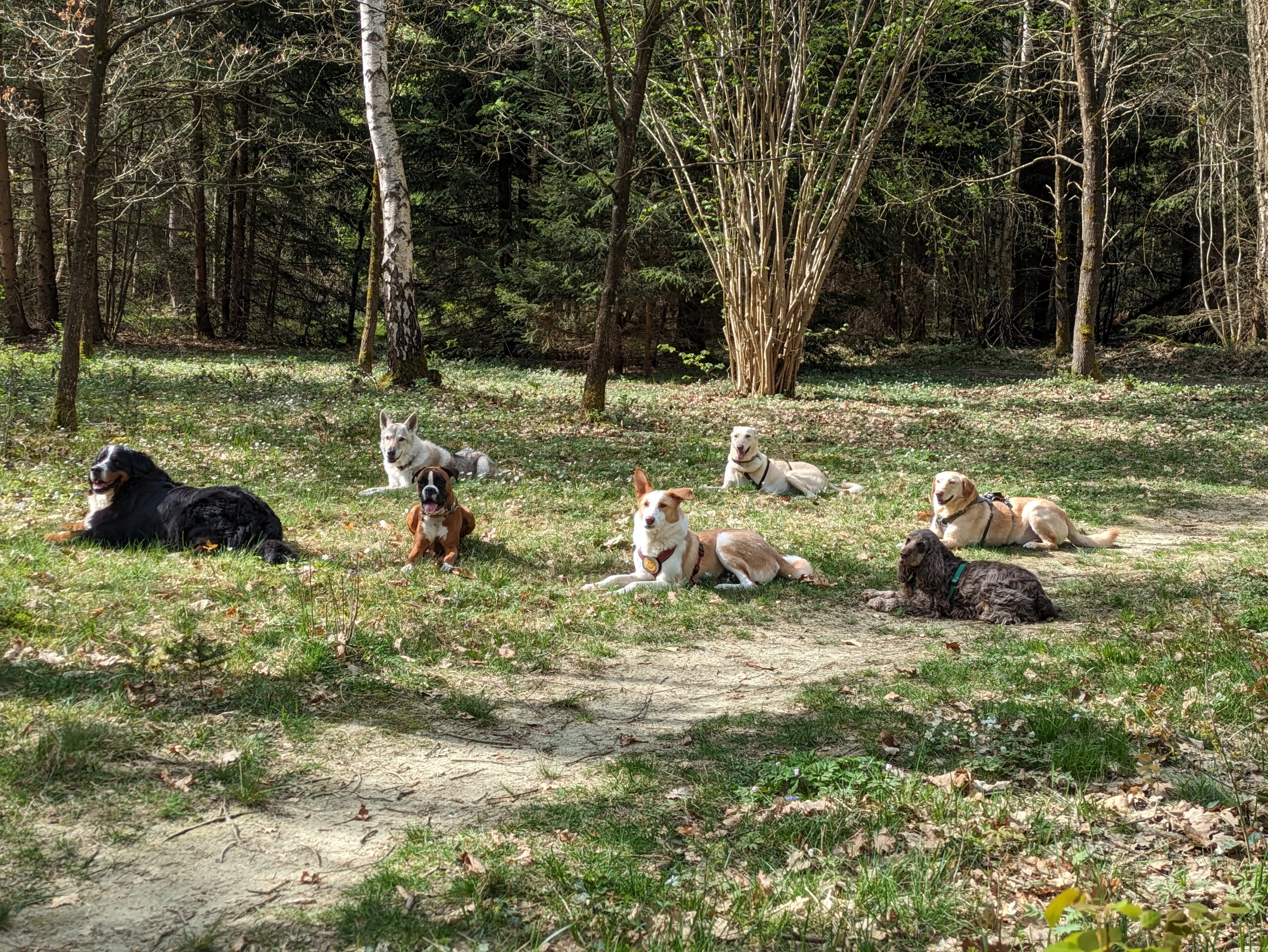 Referenzbild der Hundeschule Häfele