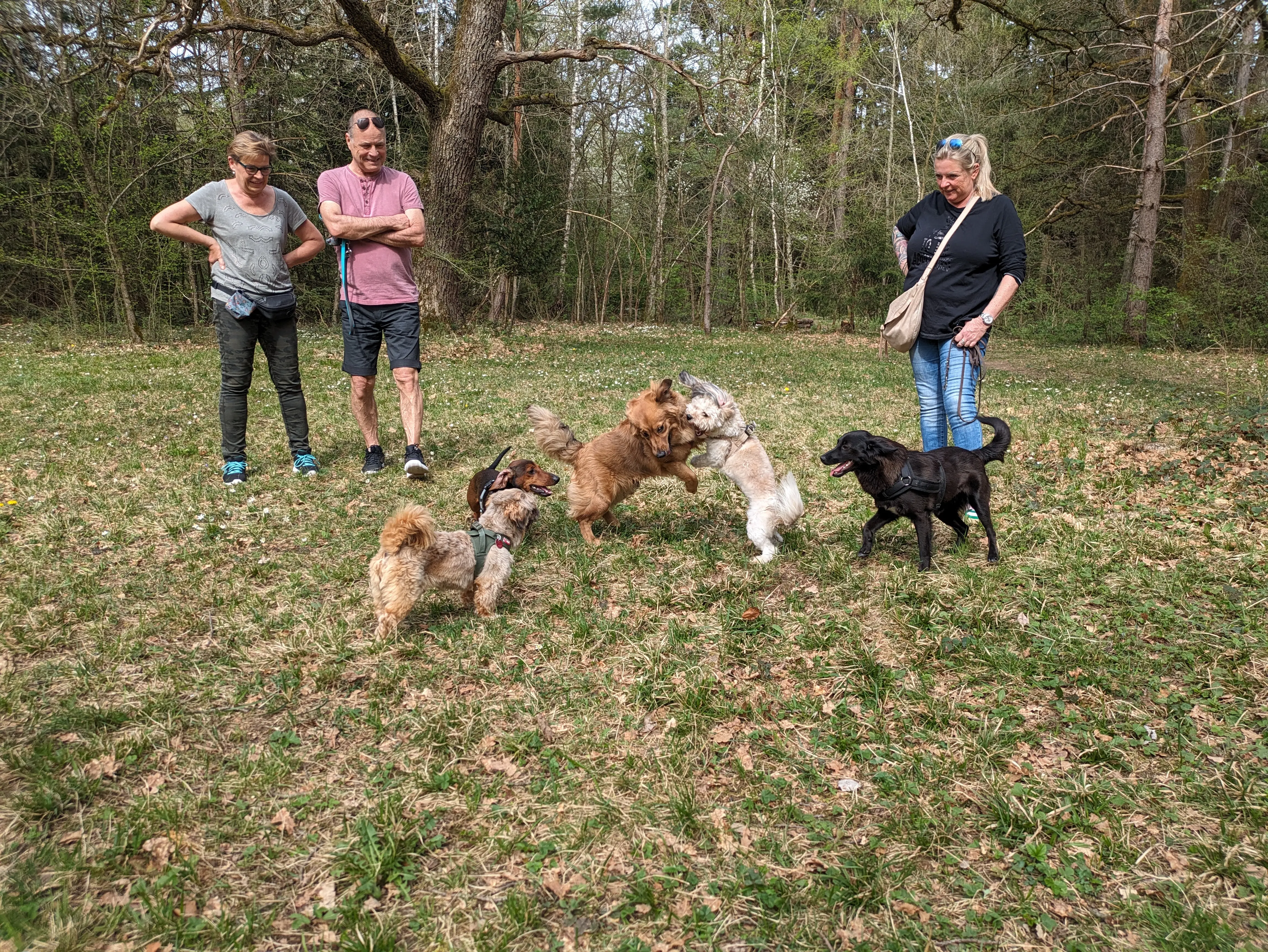 Referenzbild der Hundeschule Häfele