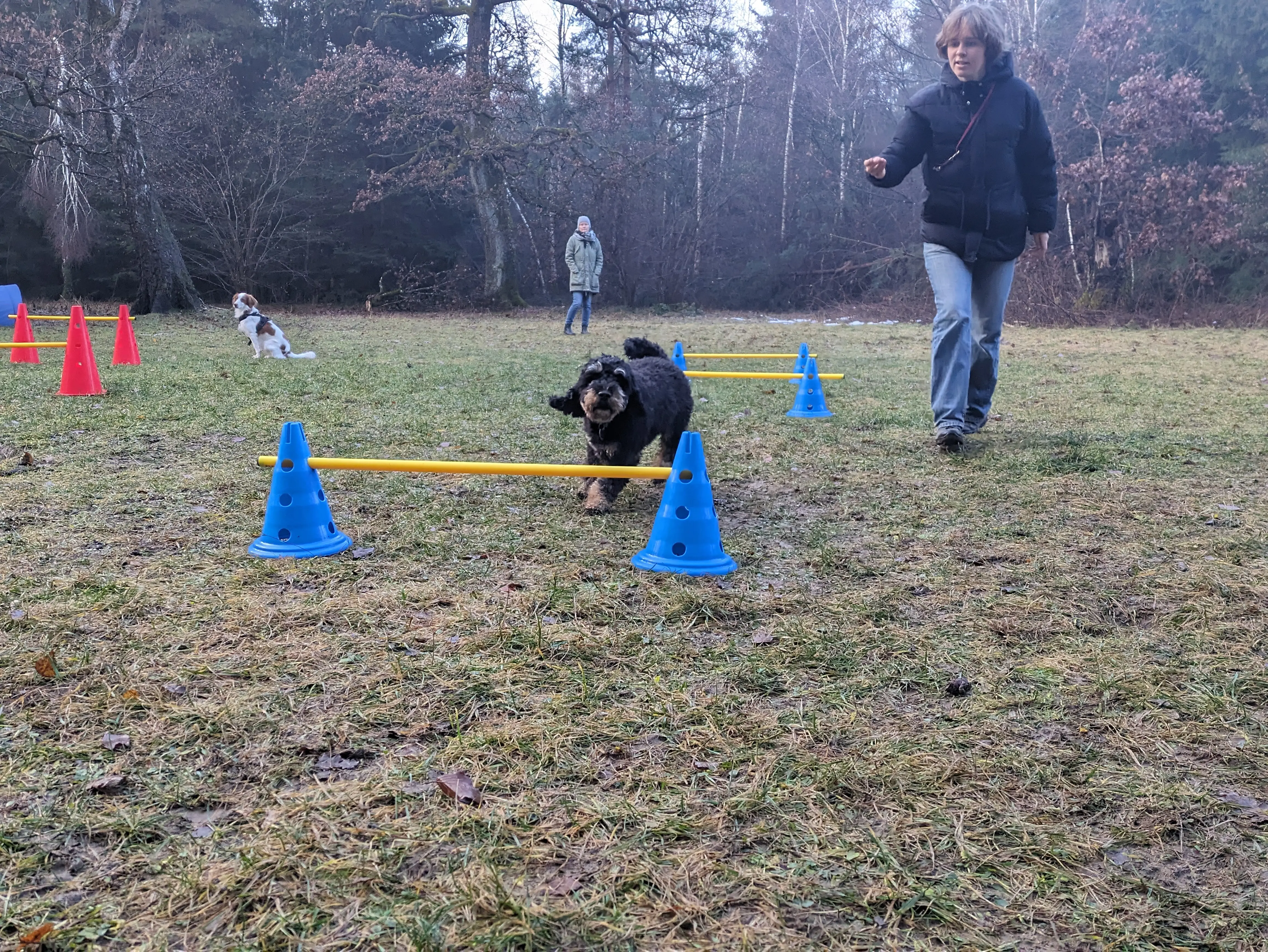 Referenzbild der Hundeschule Häfele