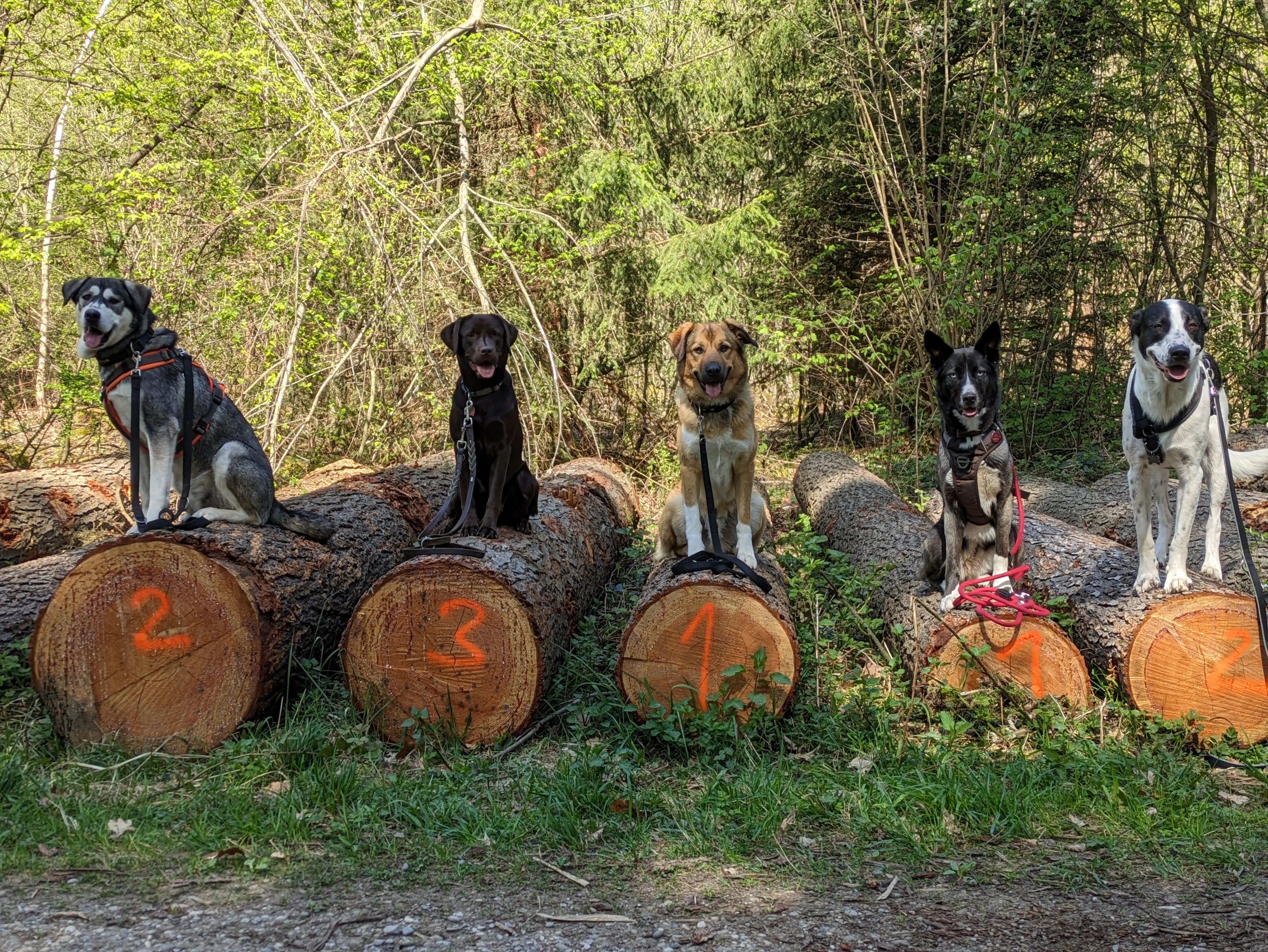 Referenzbild der Hundeschule Häfele